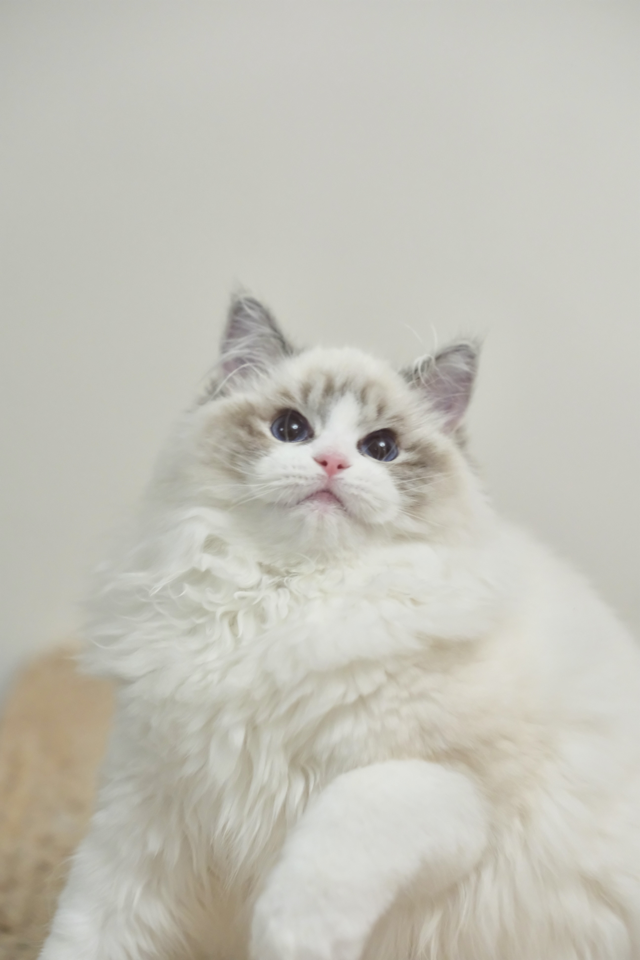 奇宝（秋水黑） 照片 7