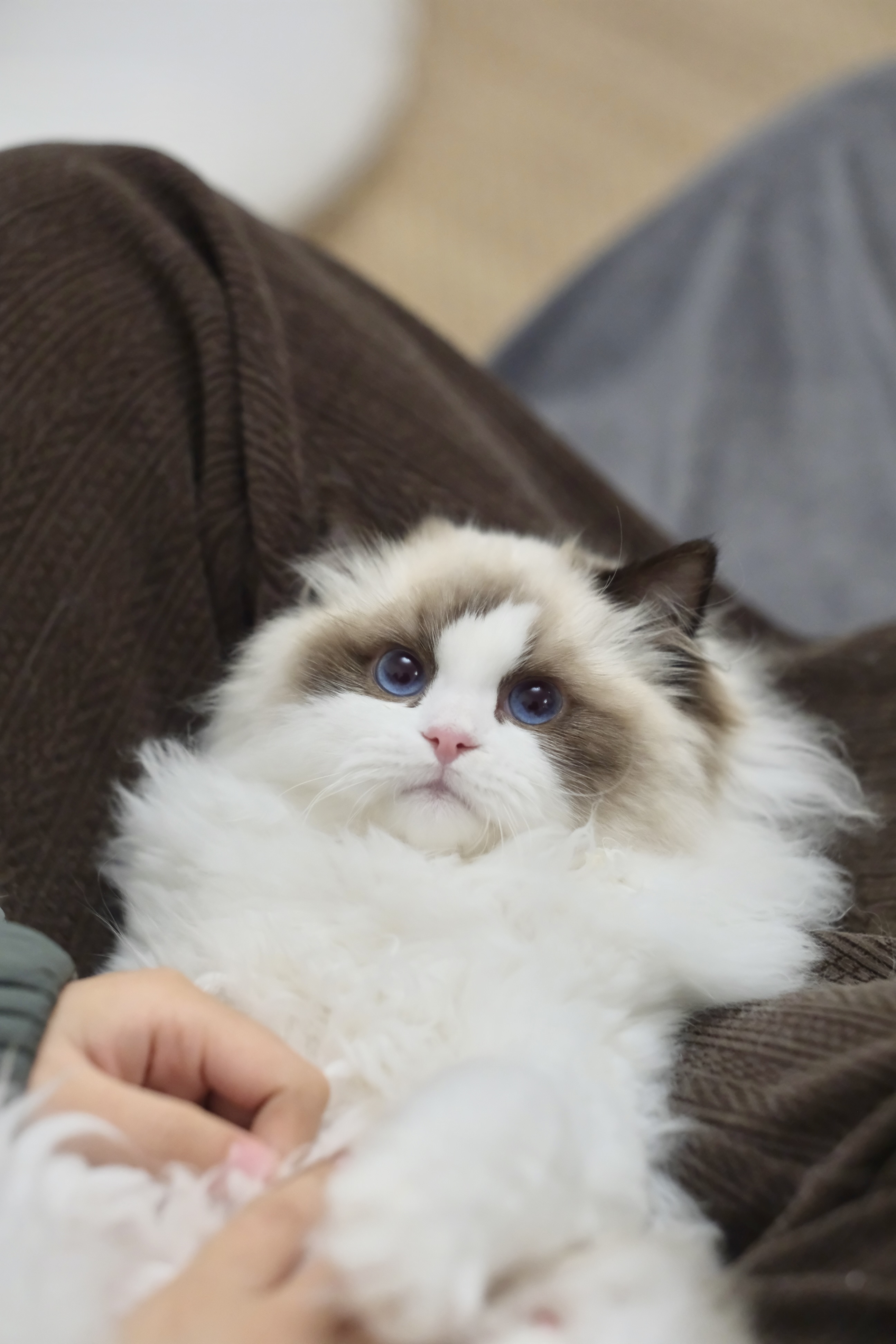 聪聪（小二丫红） 照片 1