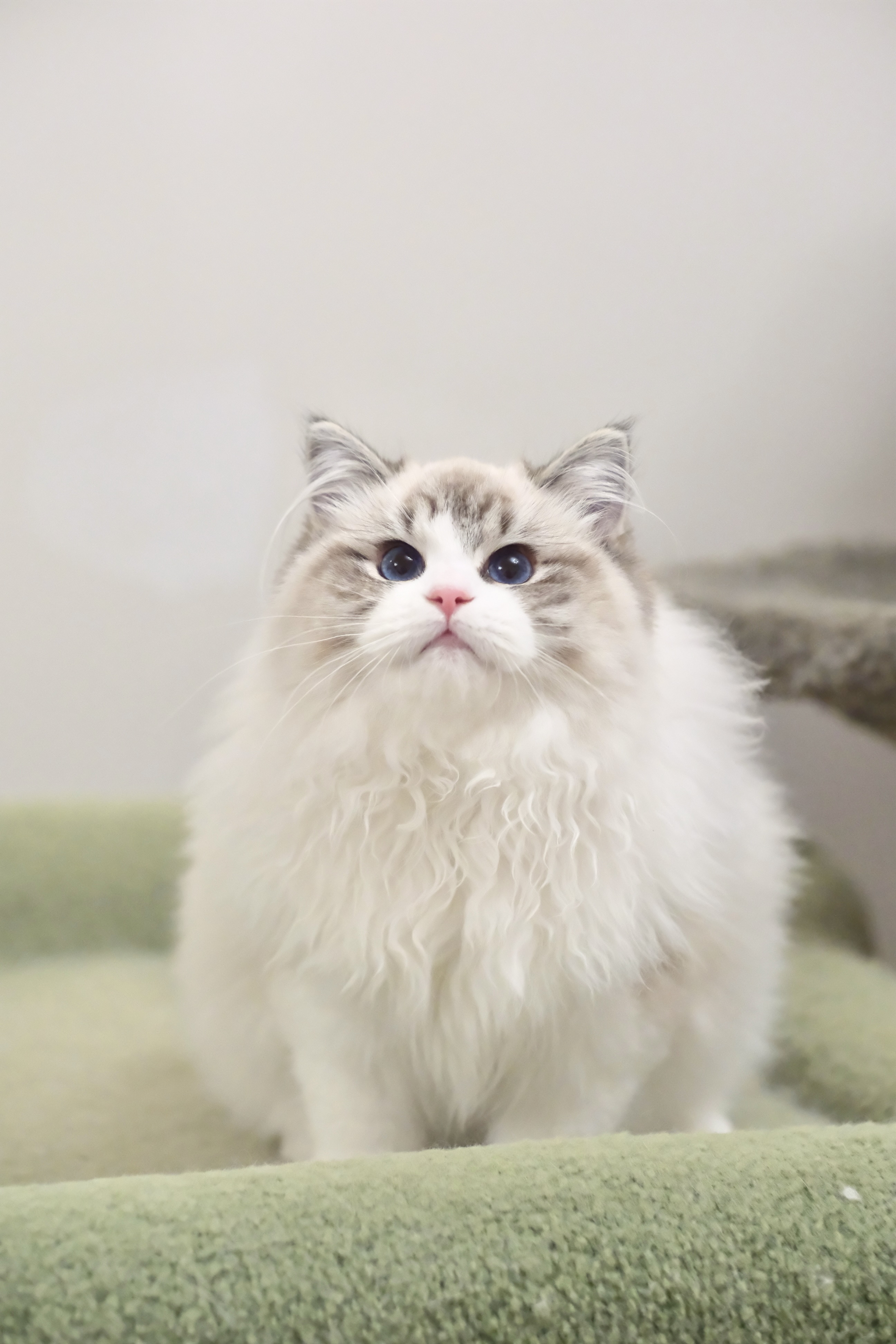 当当（多多红） 照片 6