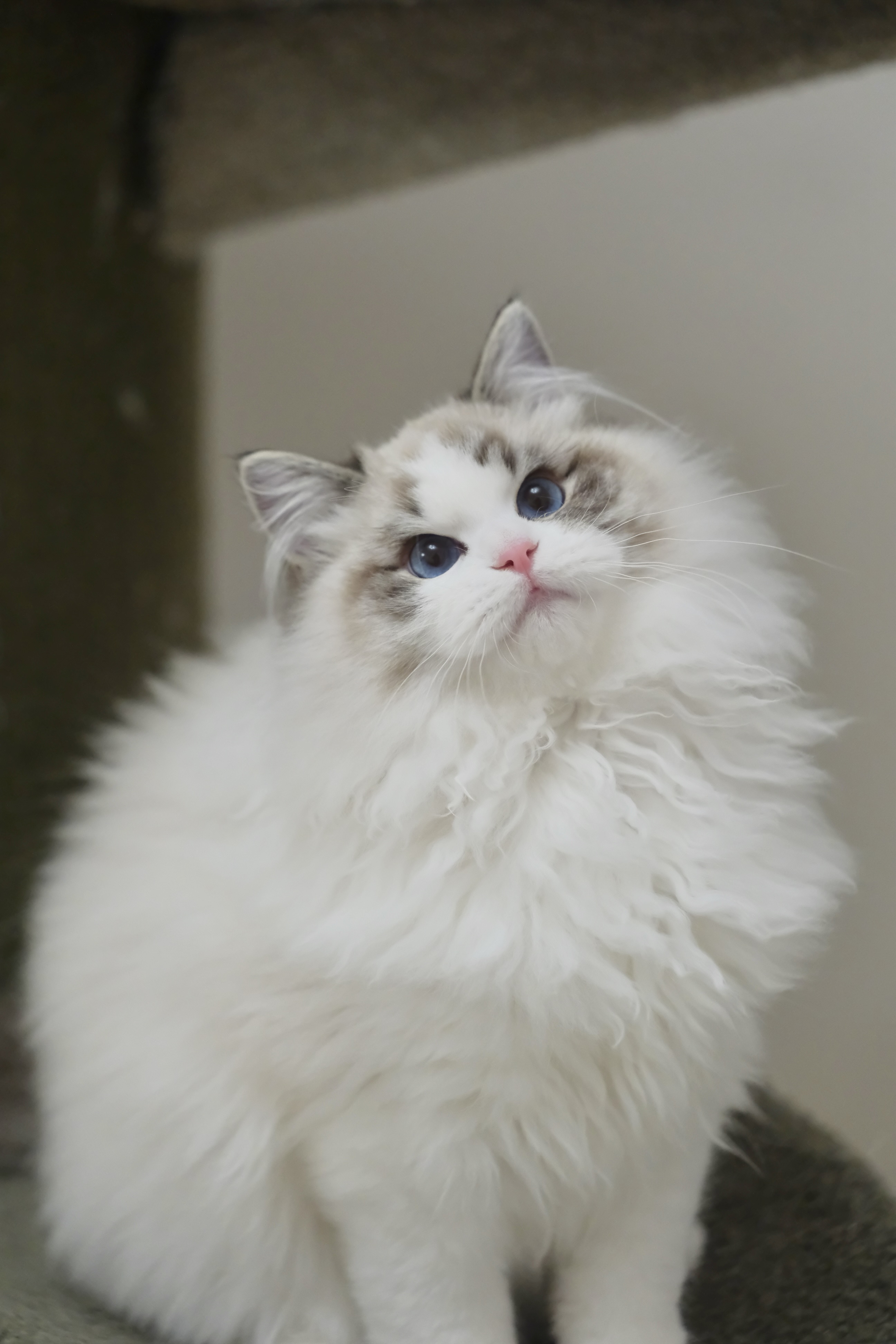 钝钝（多多黄） 照片 7