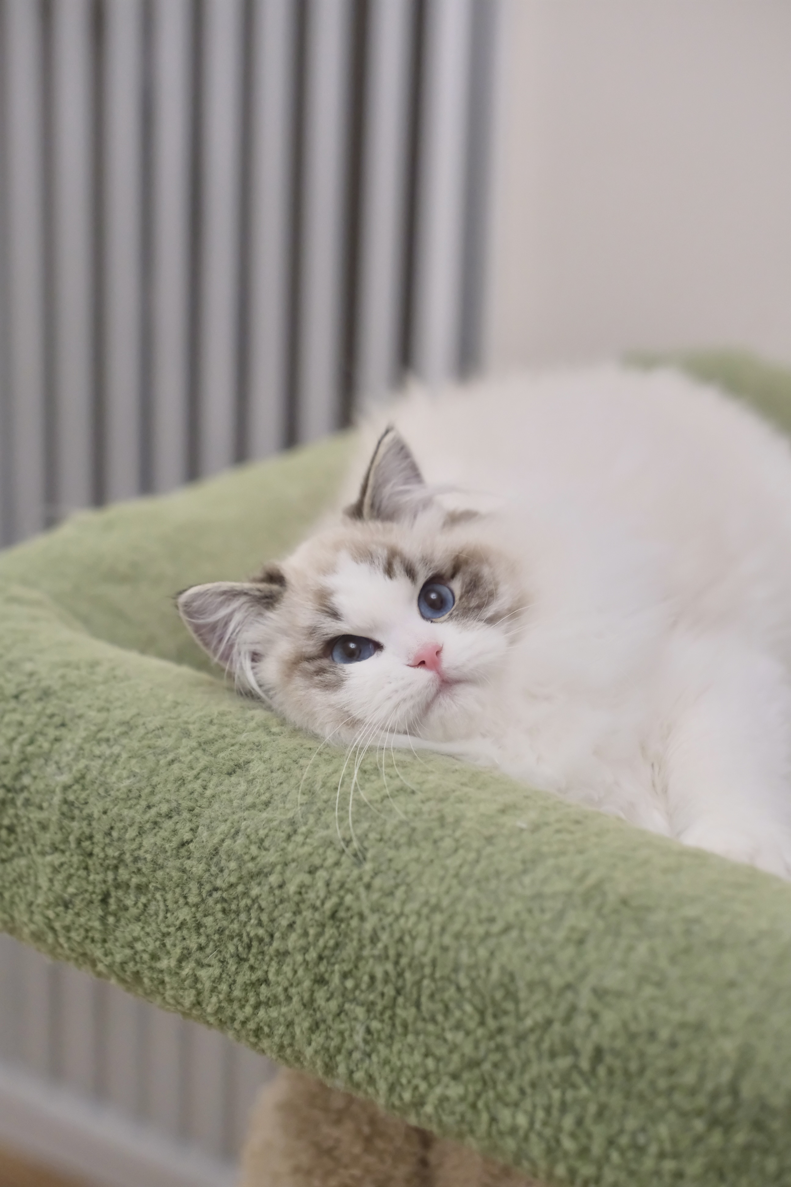 钝钝（多多黄） 照片 9