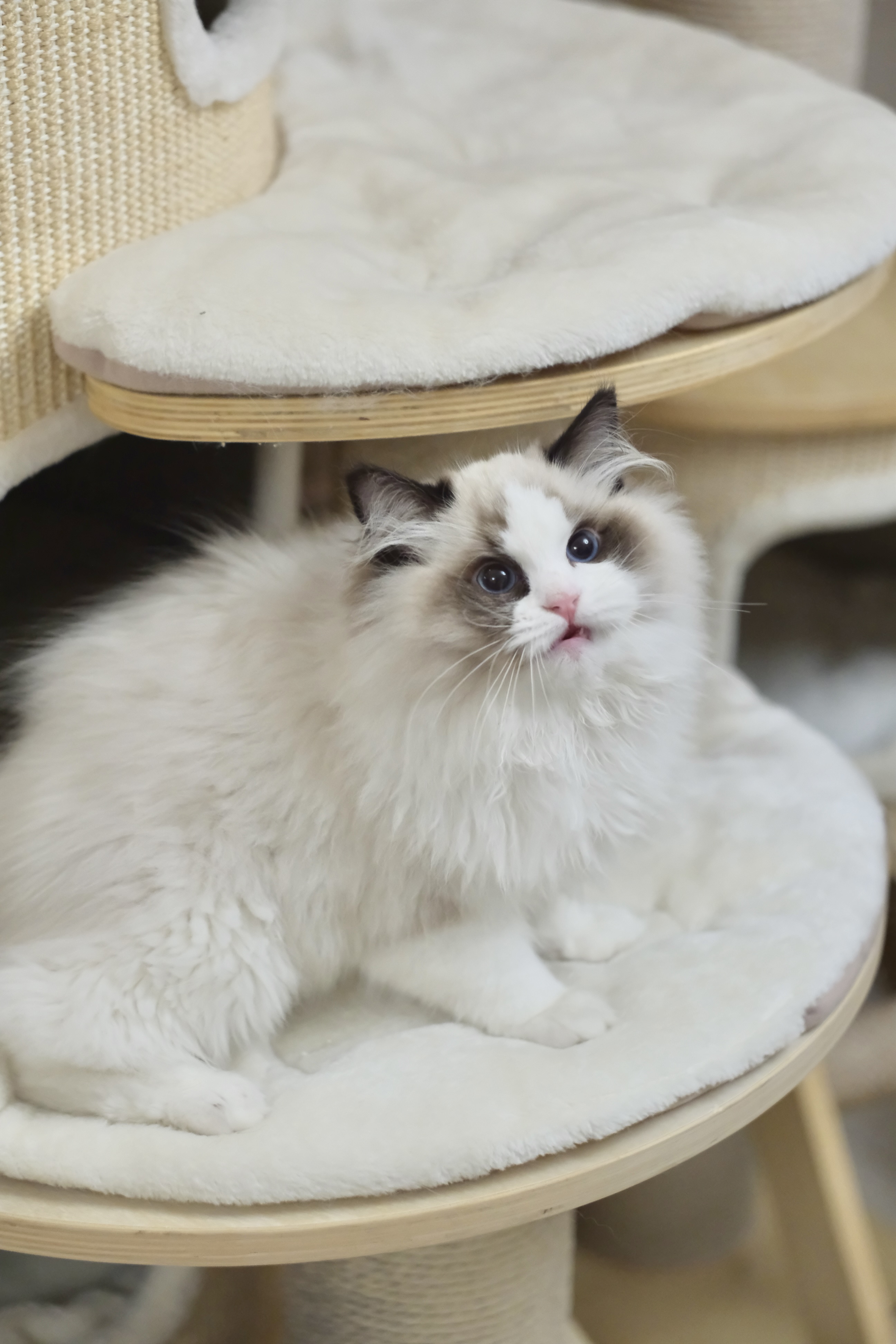 阿虎（甜菜紫） 照片 5