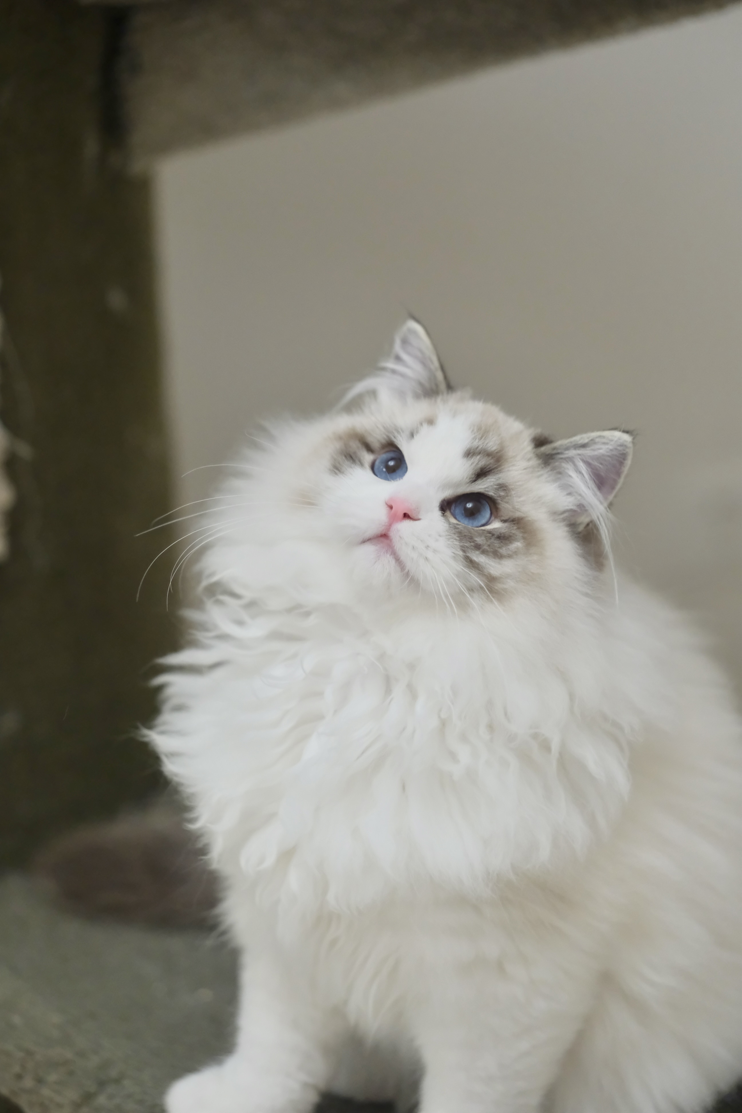 钝钝（多多黄） 照片 3