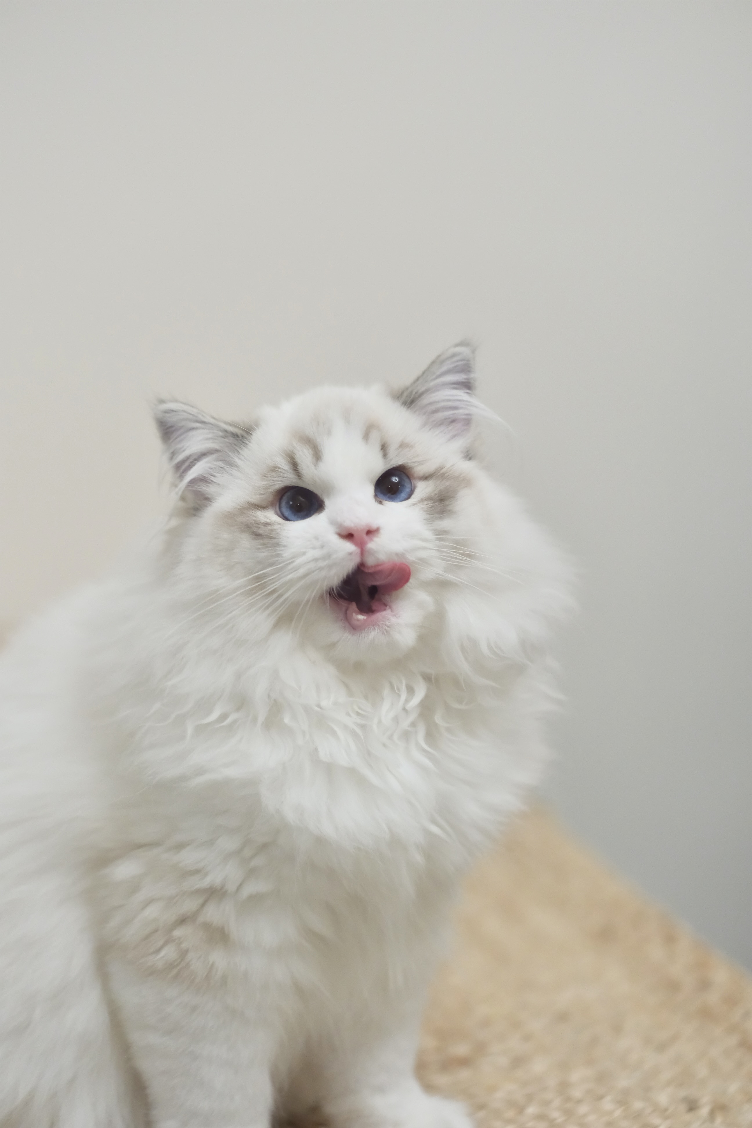 憨宝（秋水蓝） 照片 5