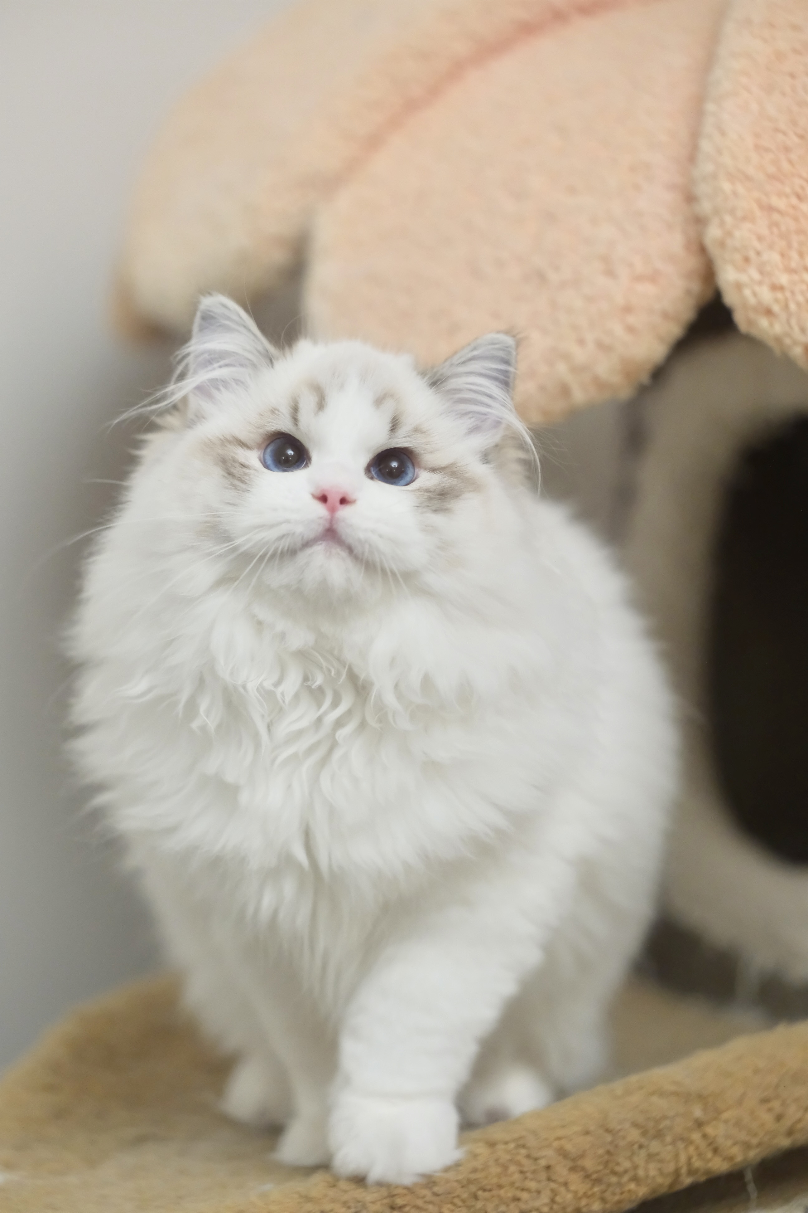 憨宝（秋水蓝） 照片 7