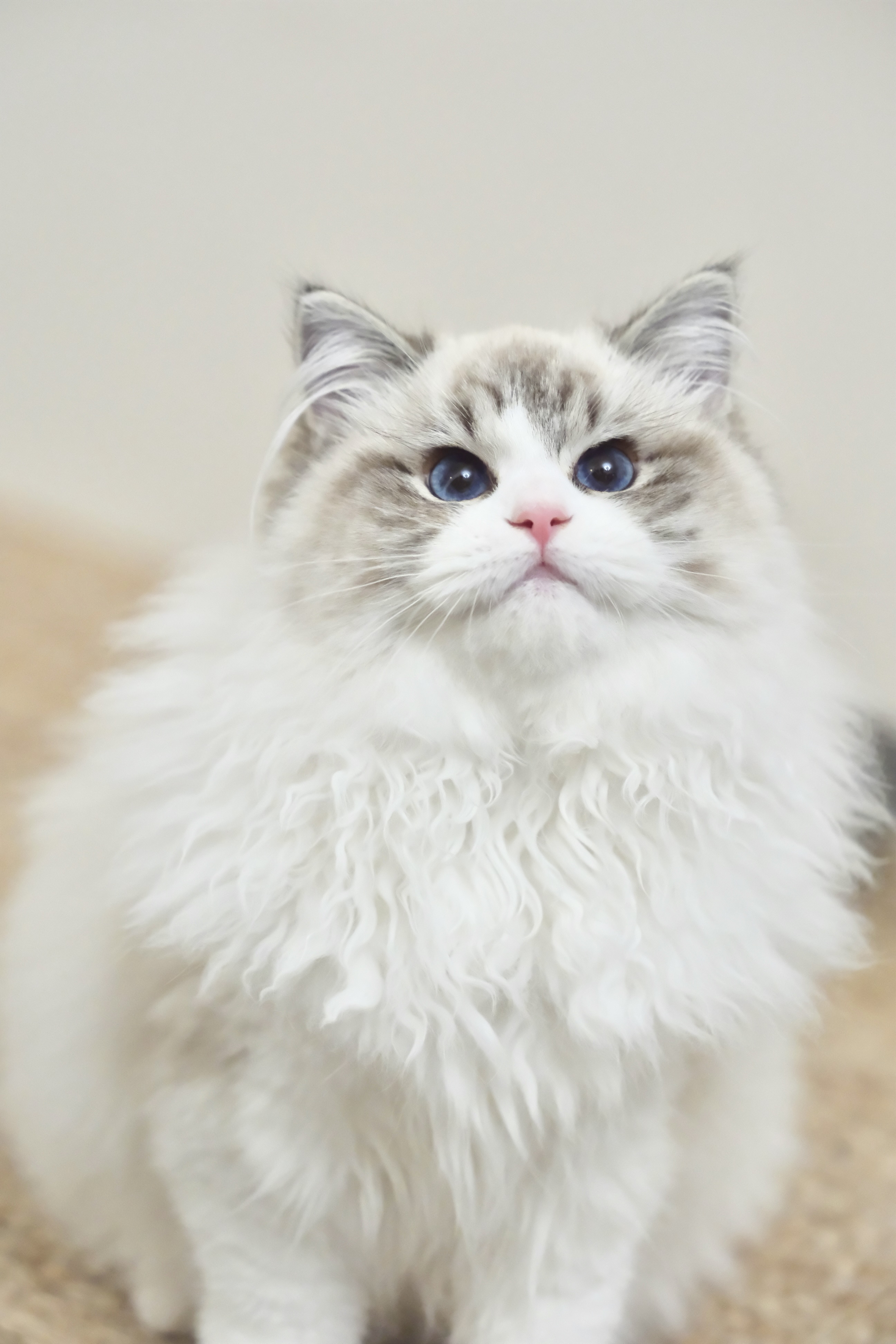 当当（多多红） 照片 5