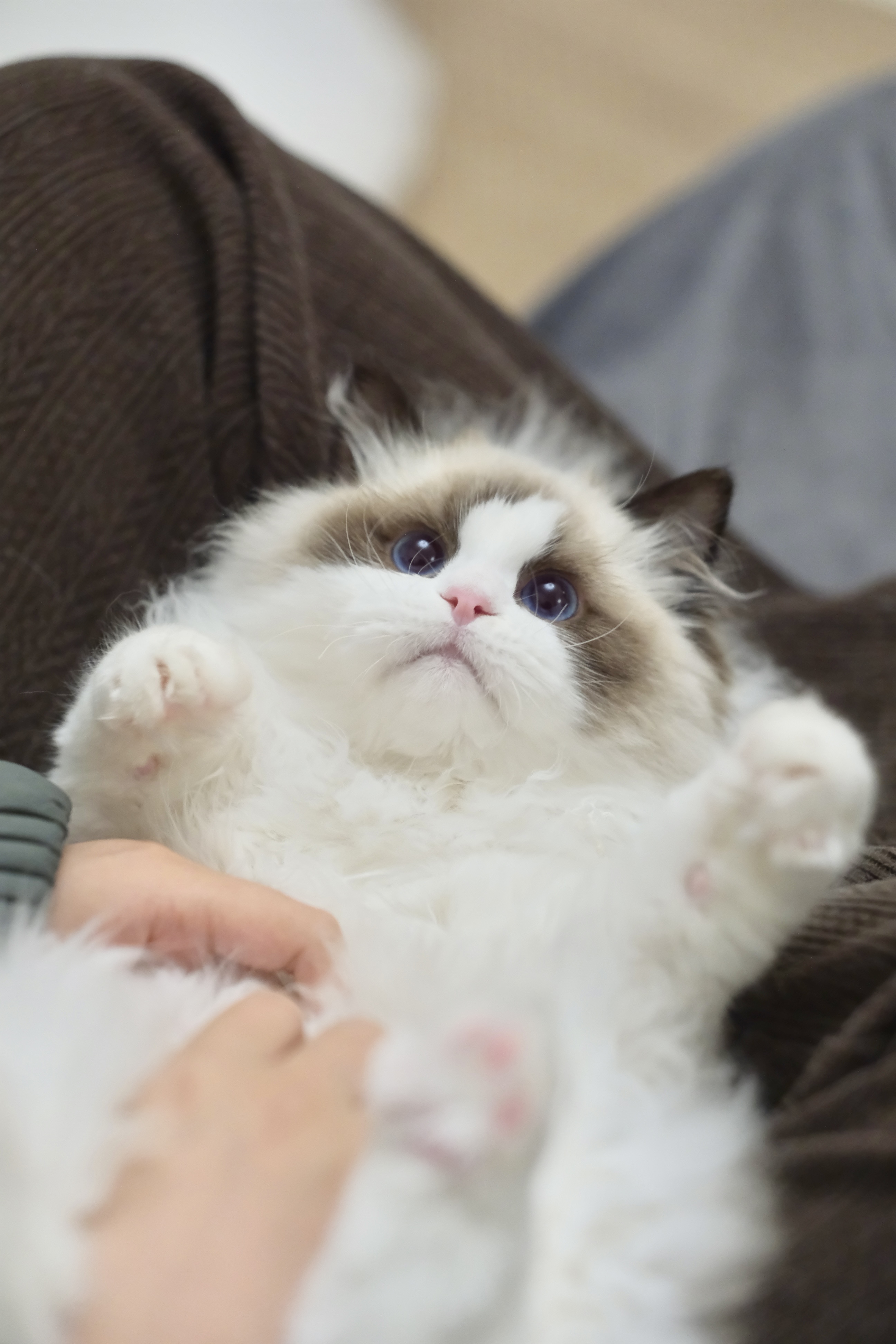 聪聪（小二丫红） 照片 8