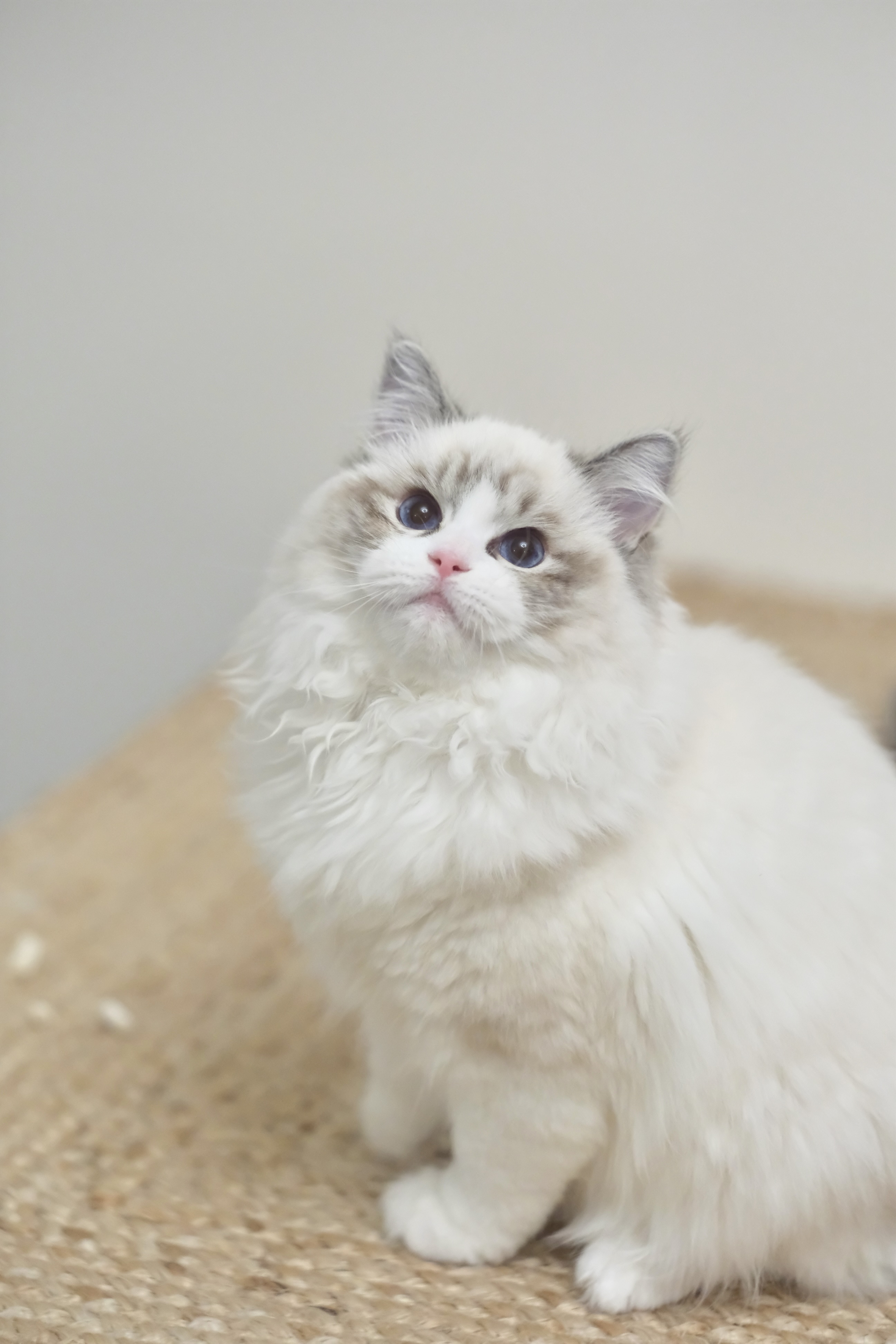 奇宝（秋水黑） 照片 1