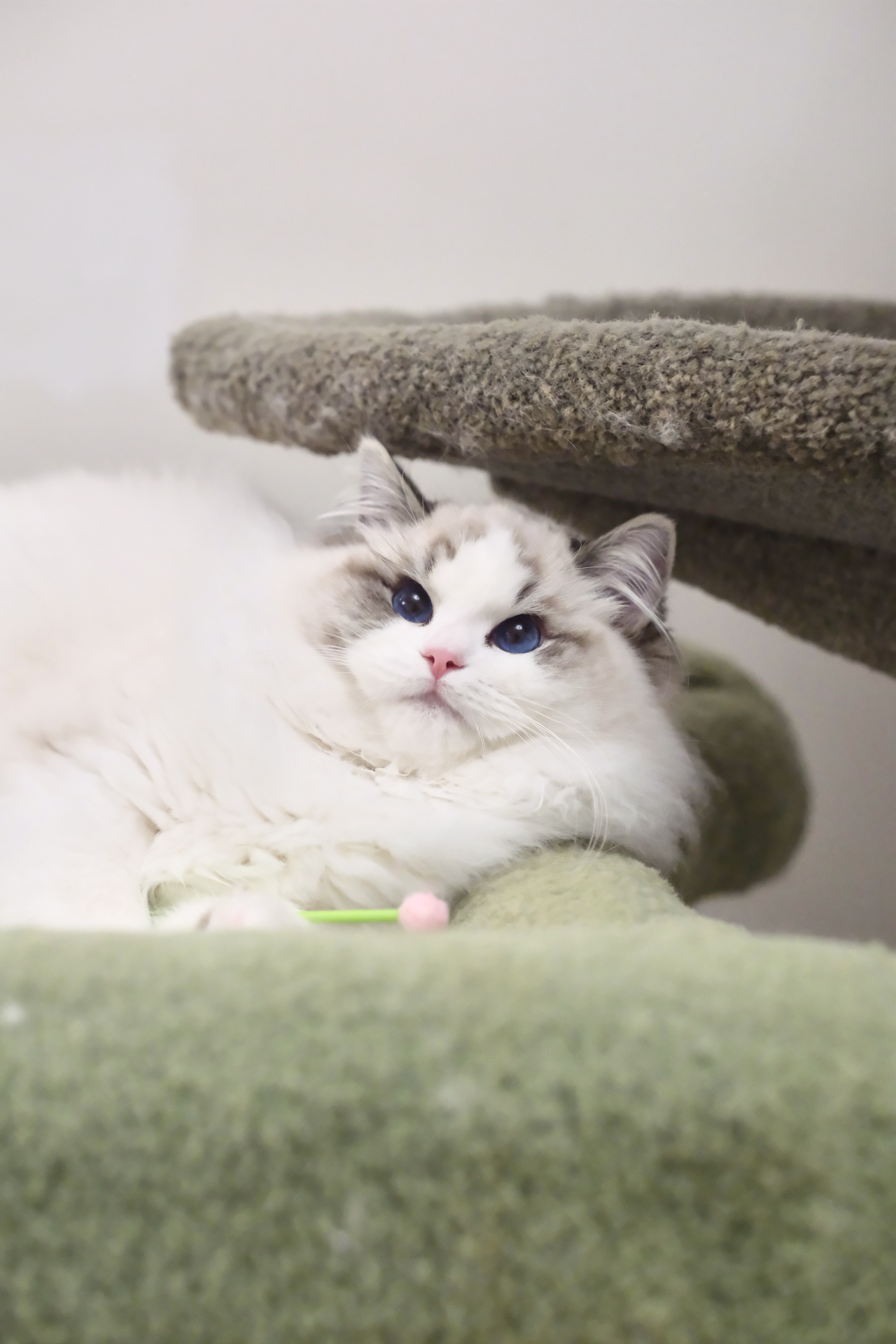 稳稳（多多蓝） 照片 7