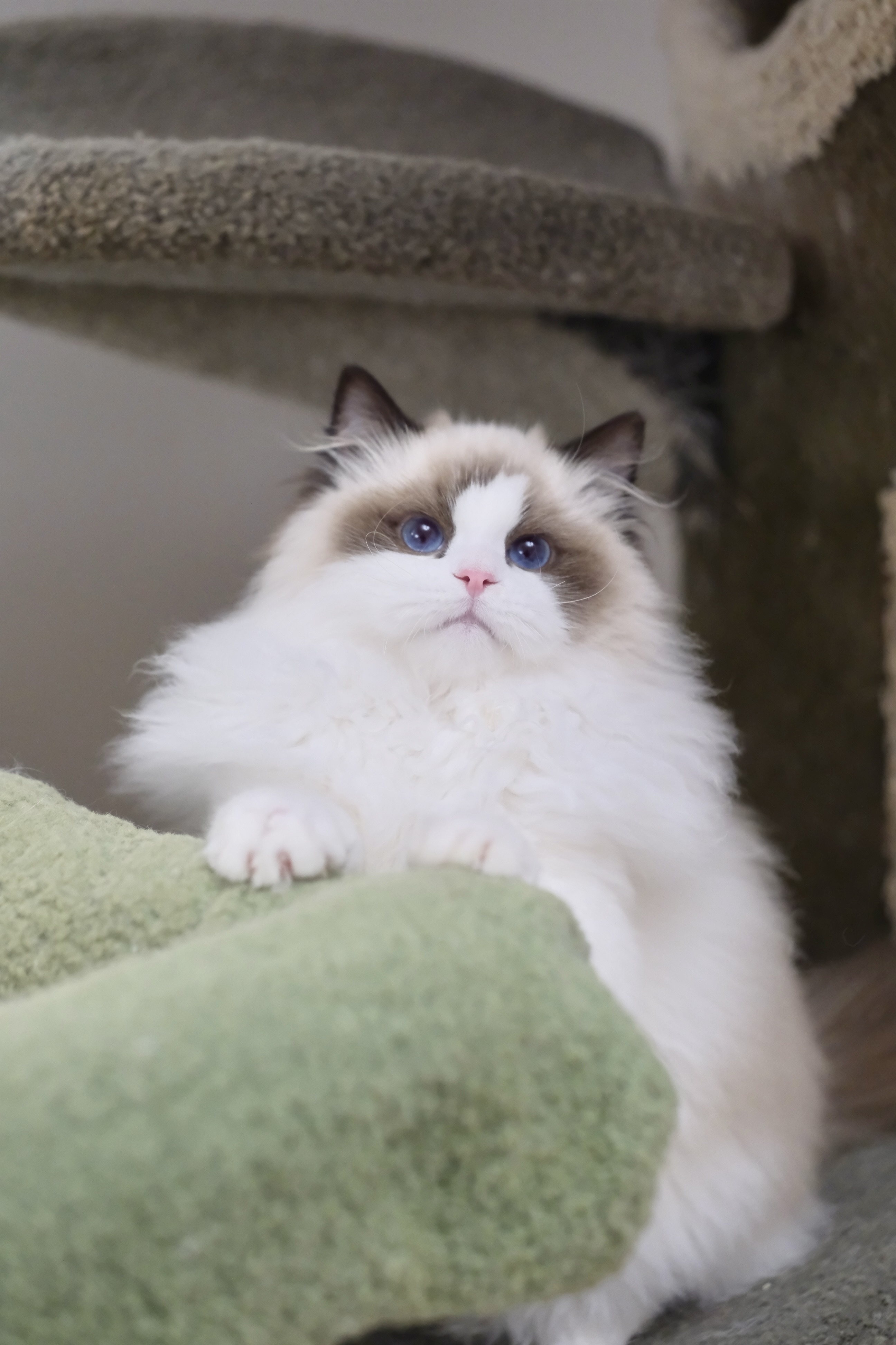 聪聪（小二丫红） 照片 4