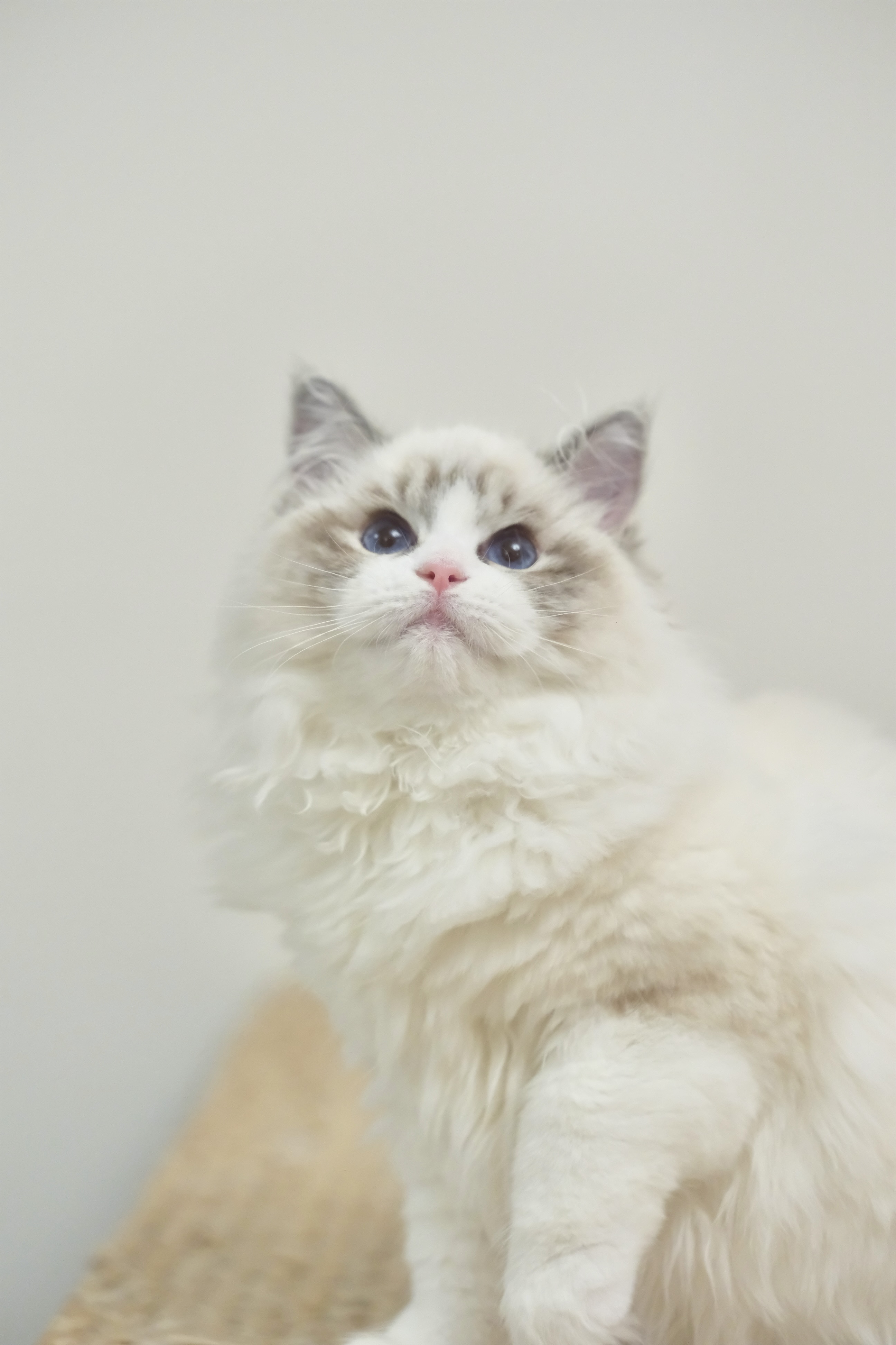 奇宝（秋水黑） 照片 5