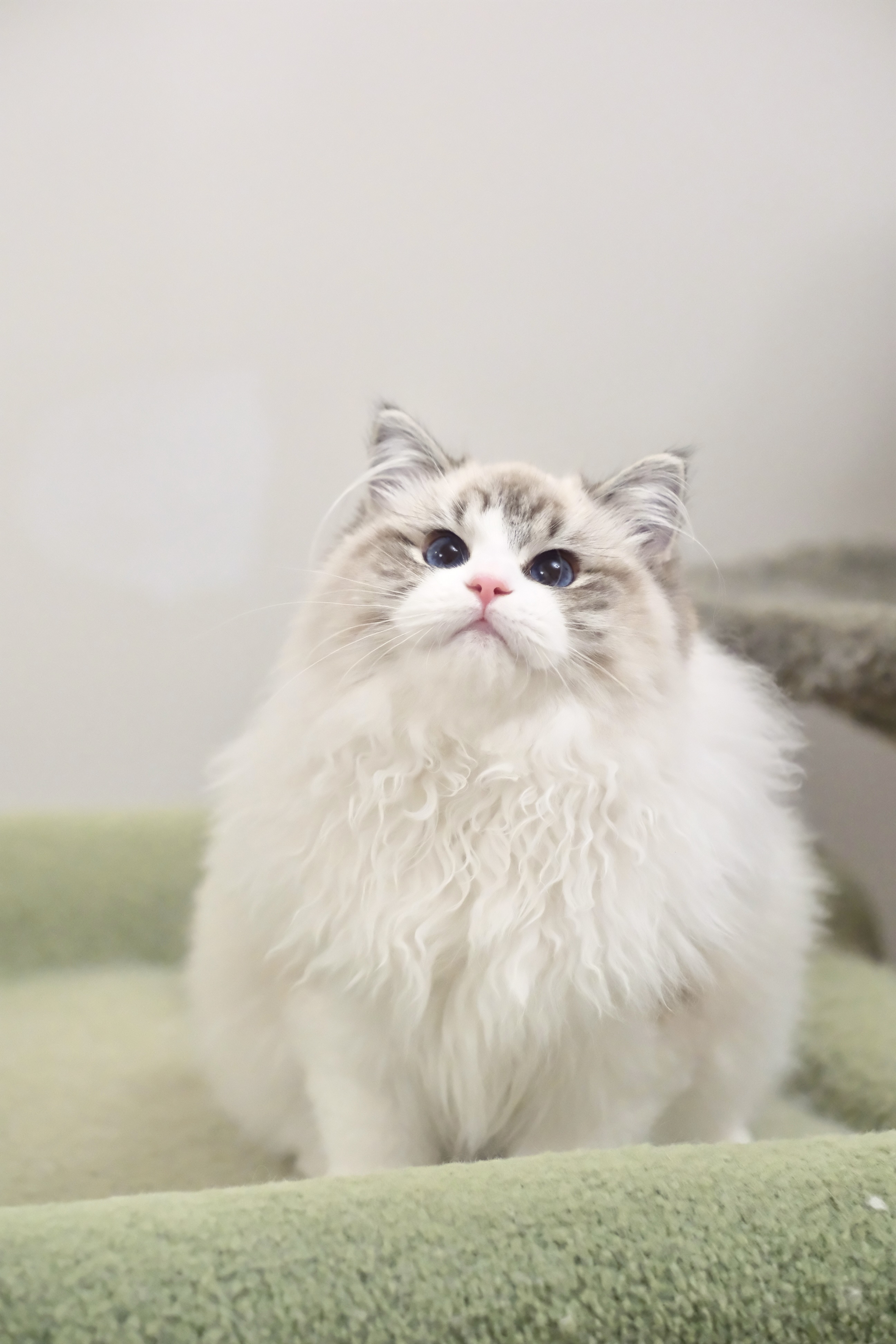 当当（多多红） 照片 1