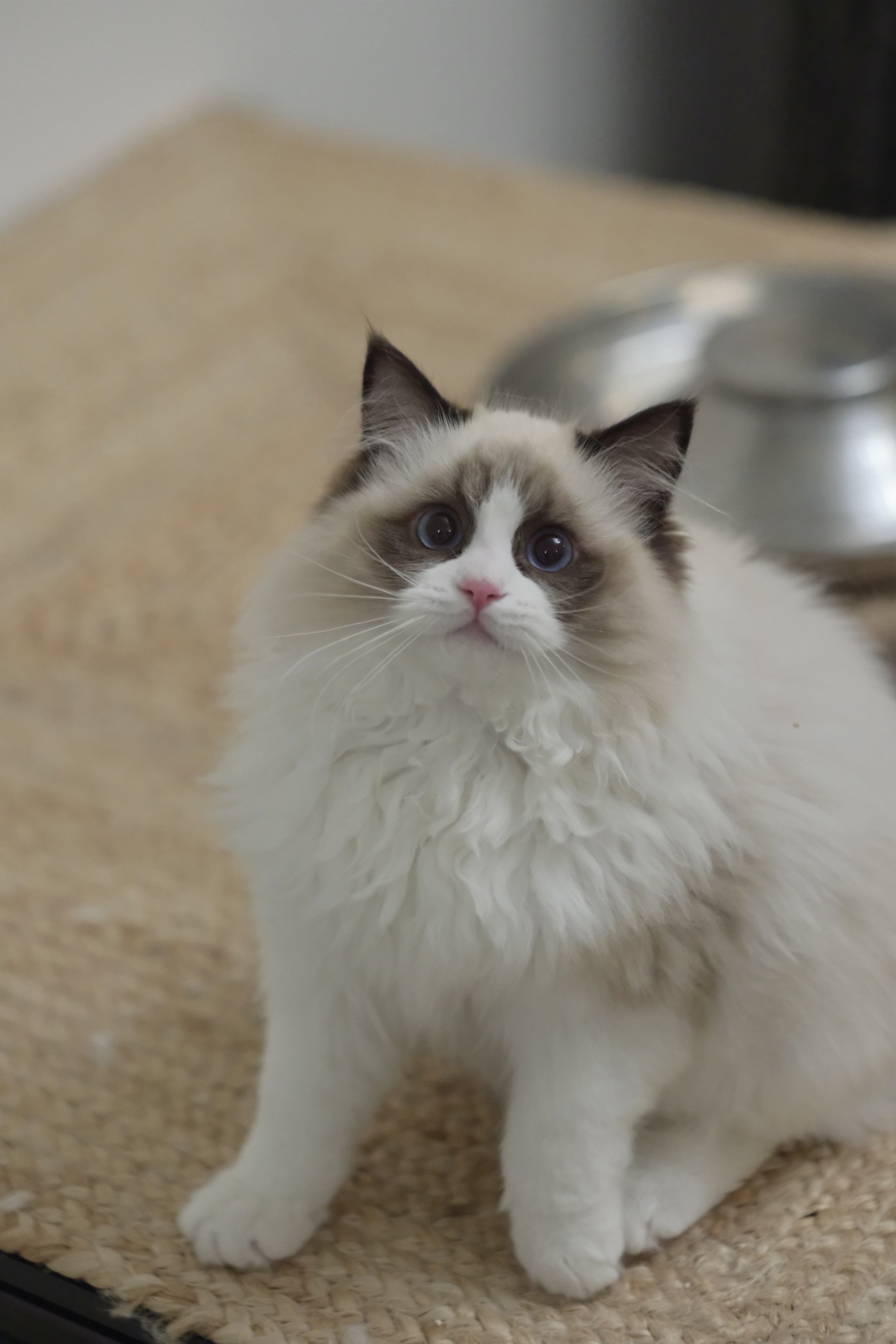 敢敢（cony黑） 照片 1