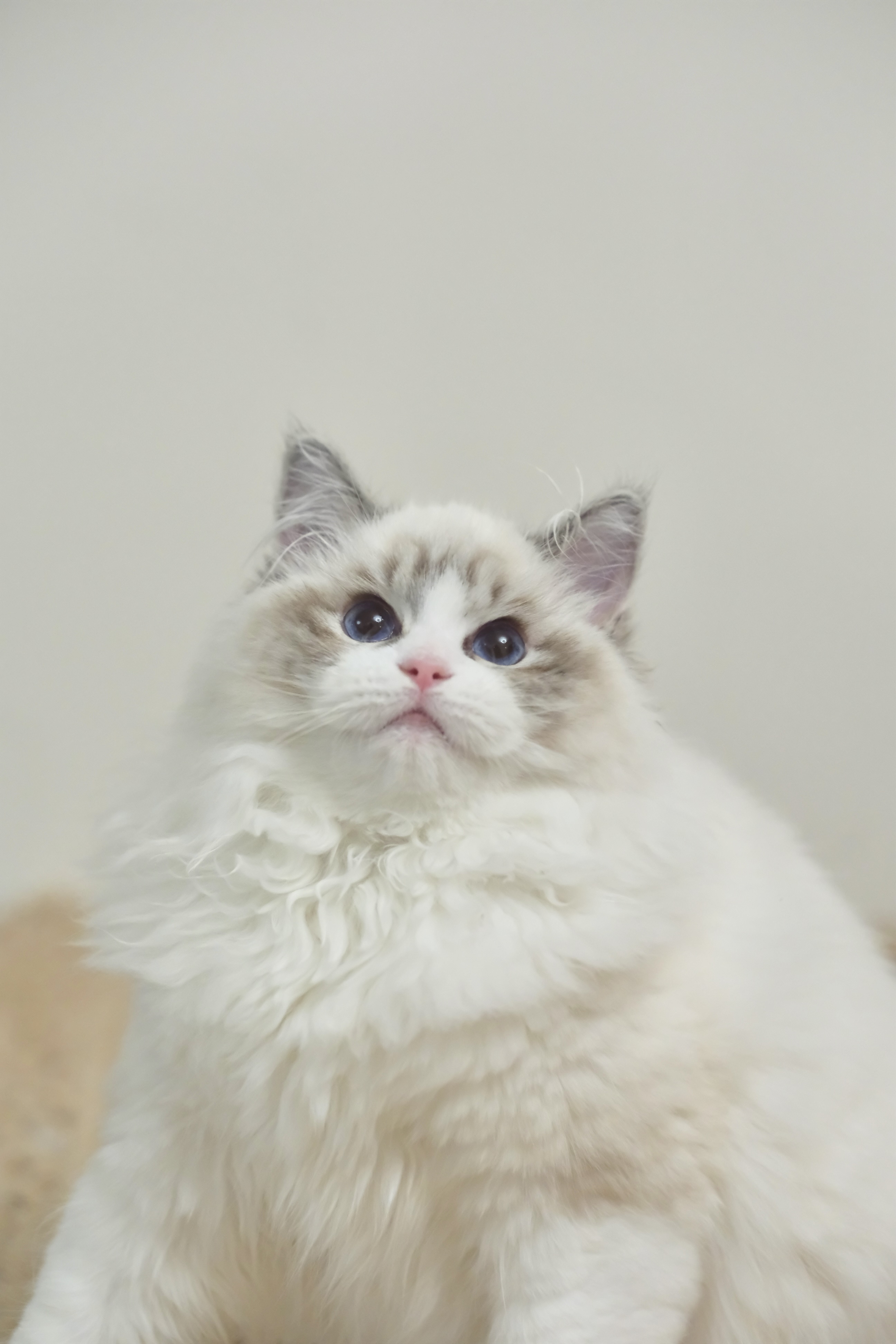 奇宝（秋水黑） 照片 3