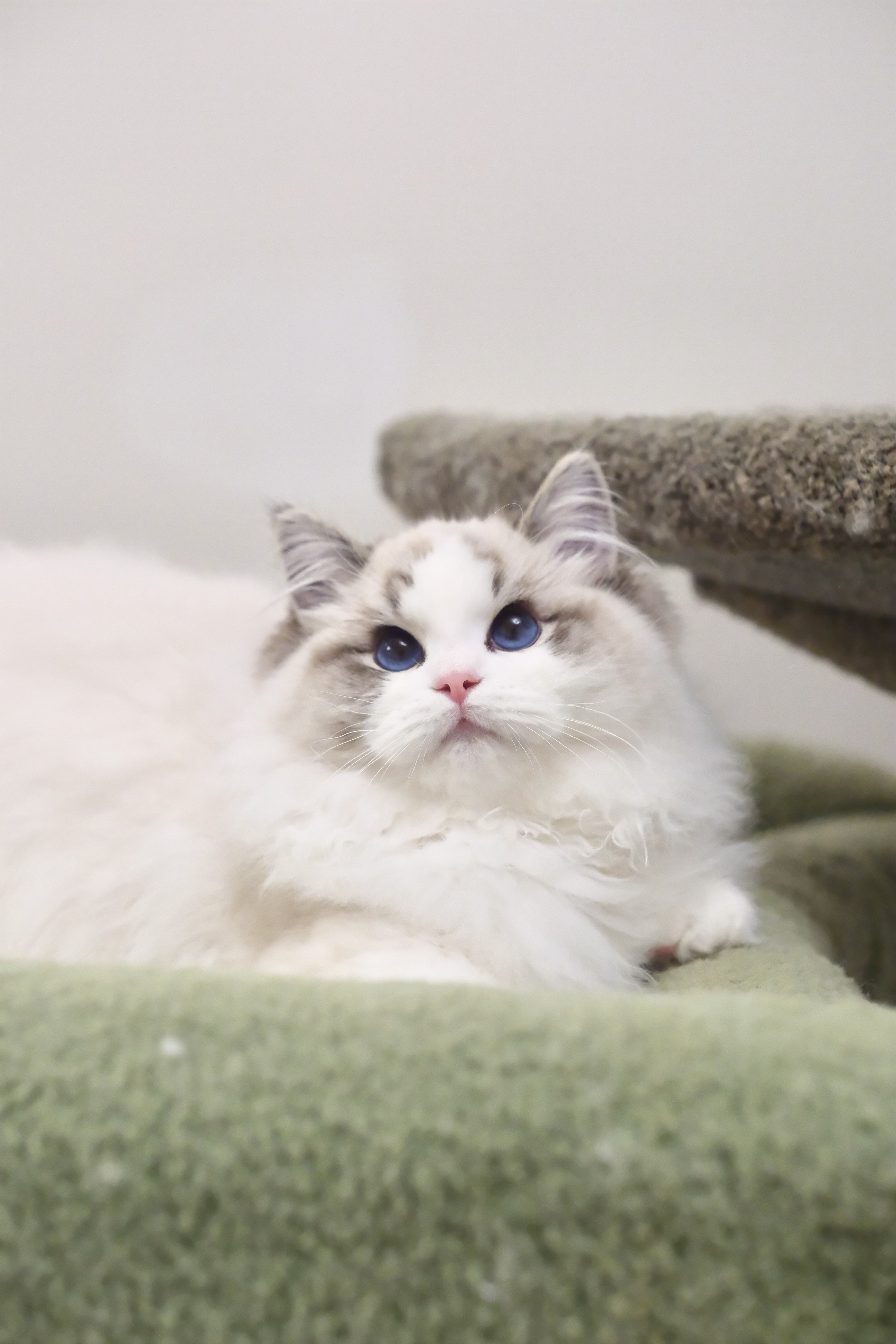 稳稳（多多蓝） 照片 3