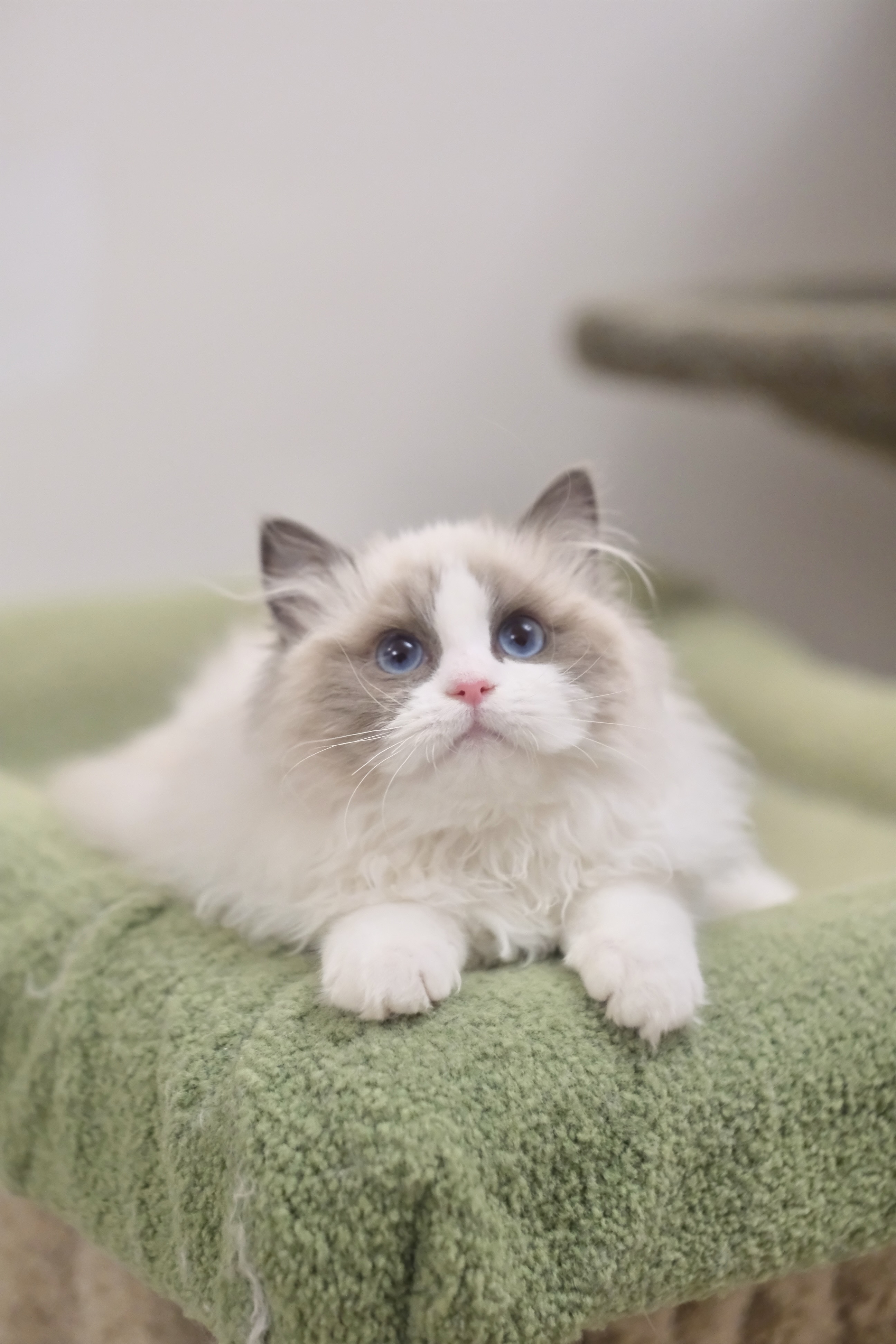 咯咯（小二丫粉） 照片 4