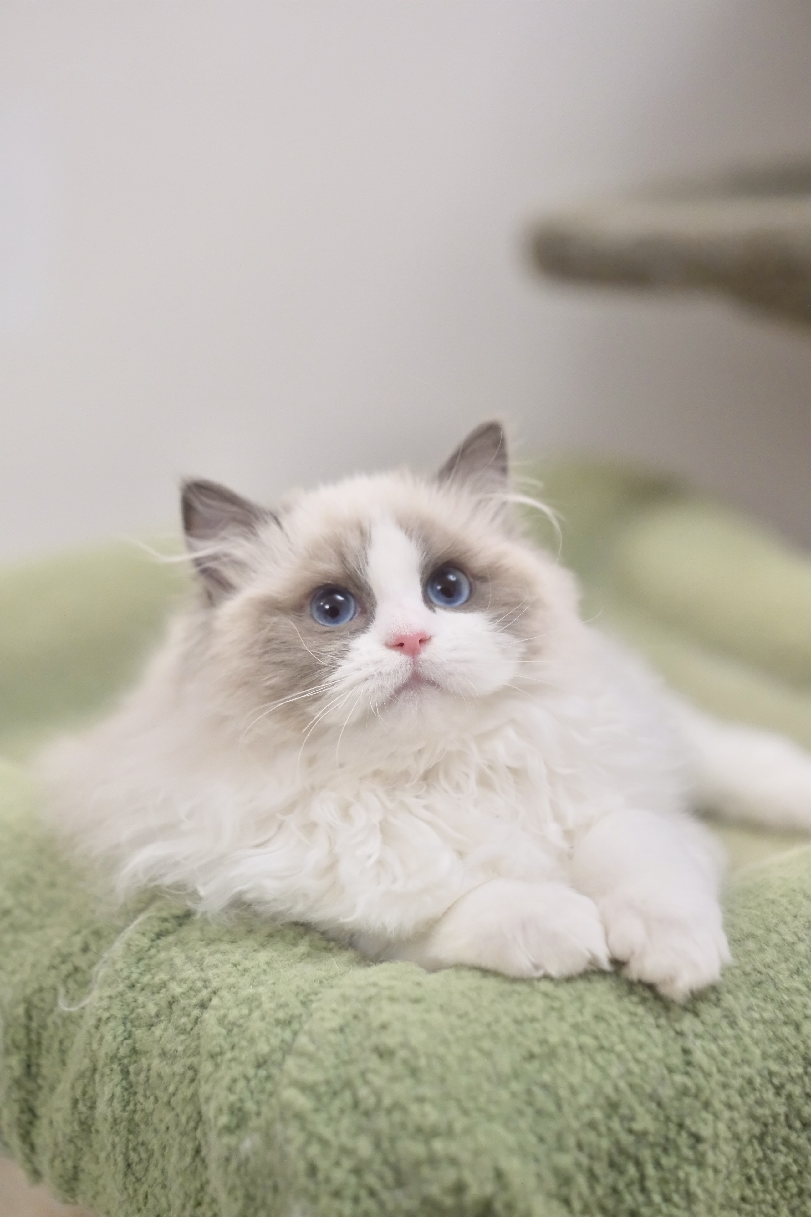 咯咯（小二丫粉） 照片 8