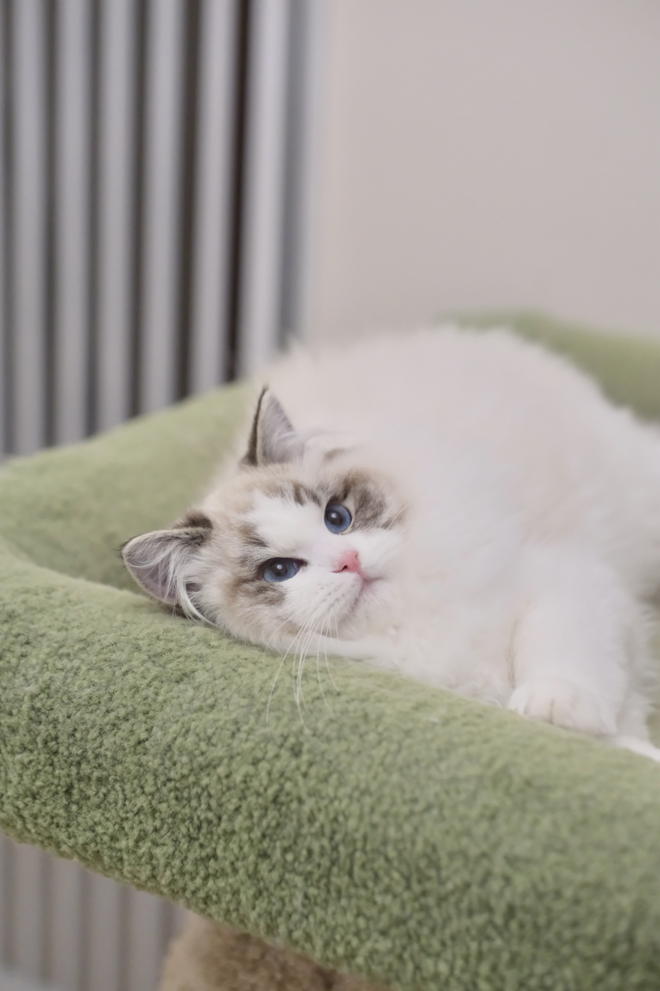 钝钝（多多黄） 照片 6