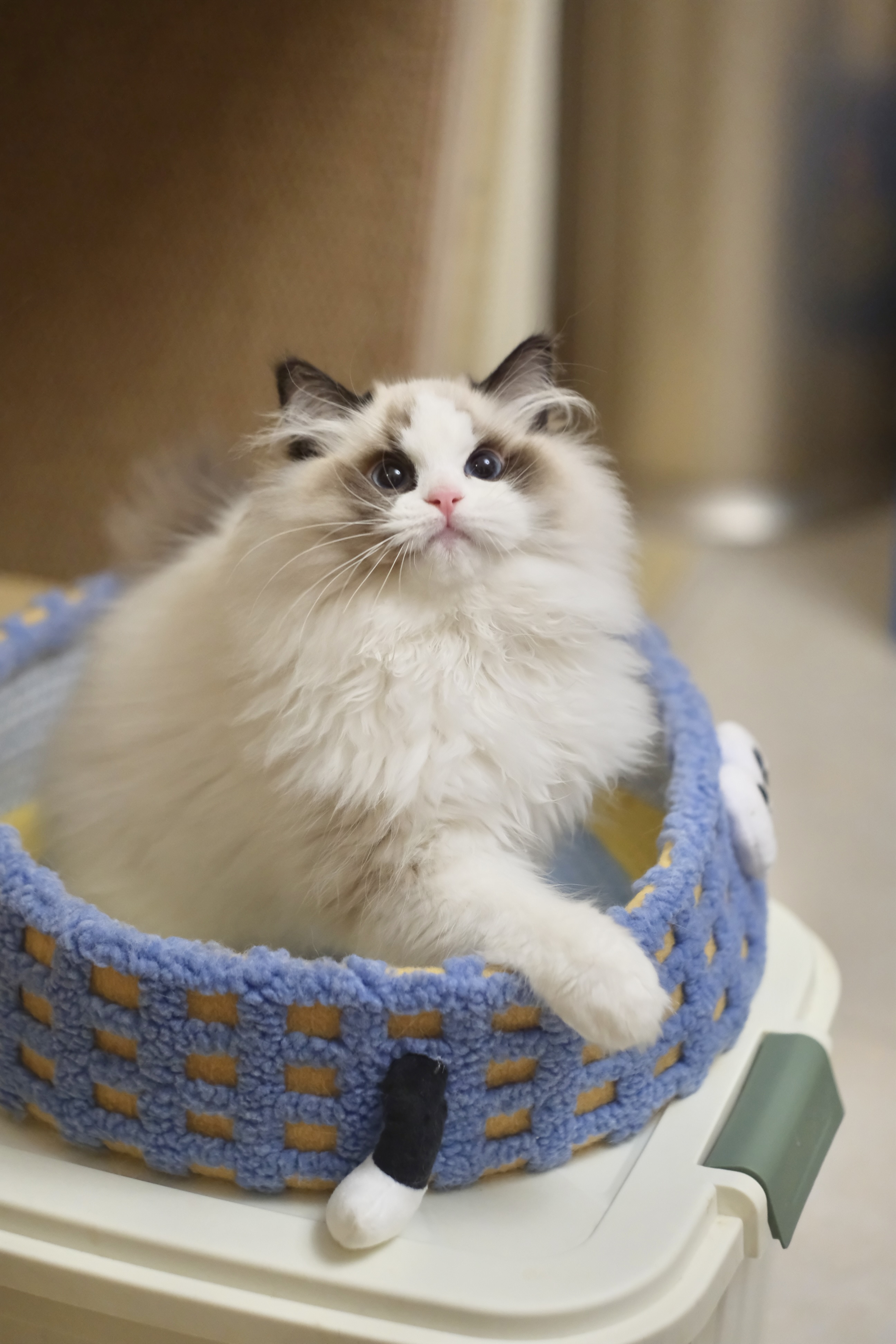 阿虎（甜菜紫） 照片 7