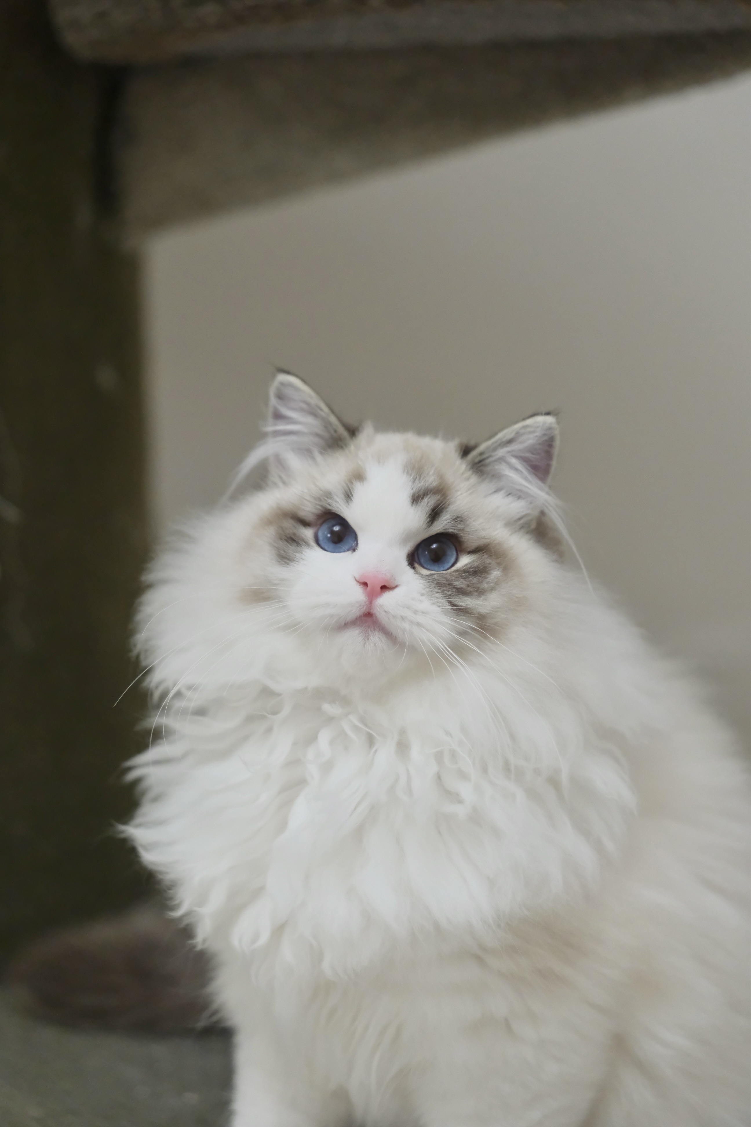 钝钝（多多黄） 照片 4