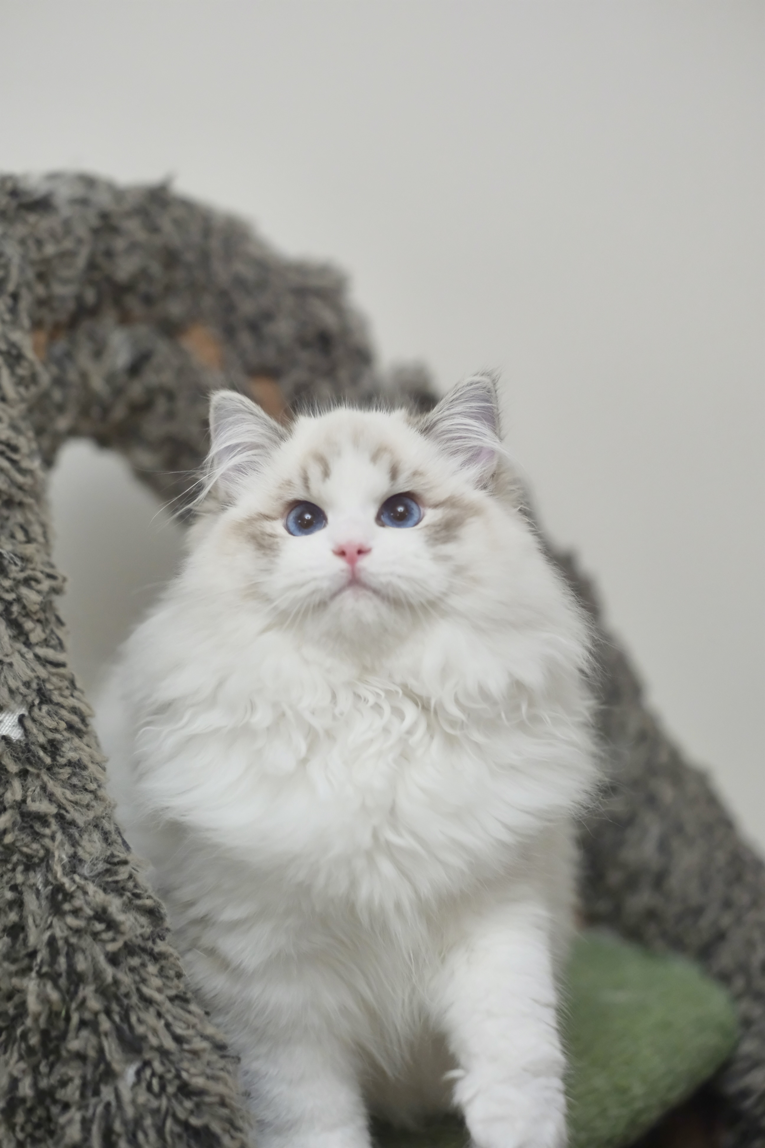 憨宝（秋水蓝） 照片 8