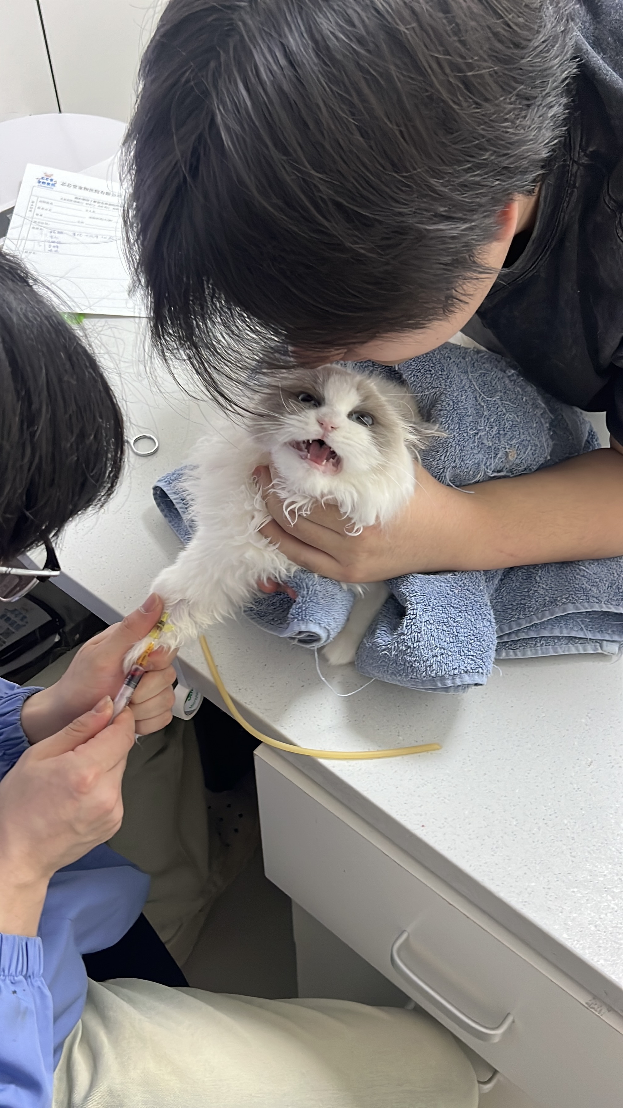 噶蛋日