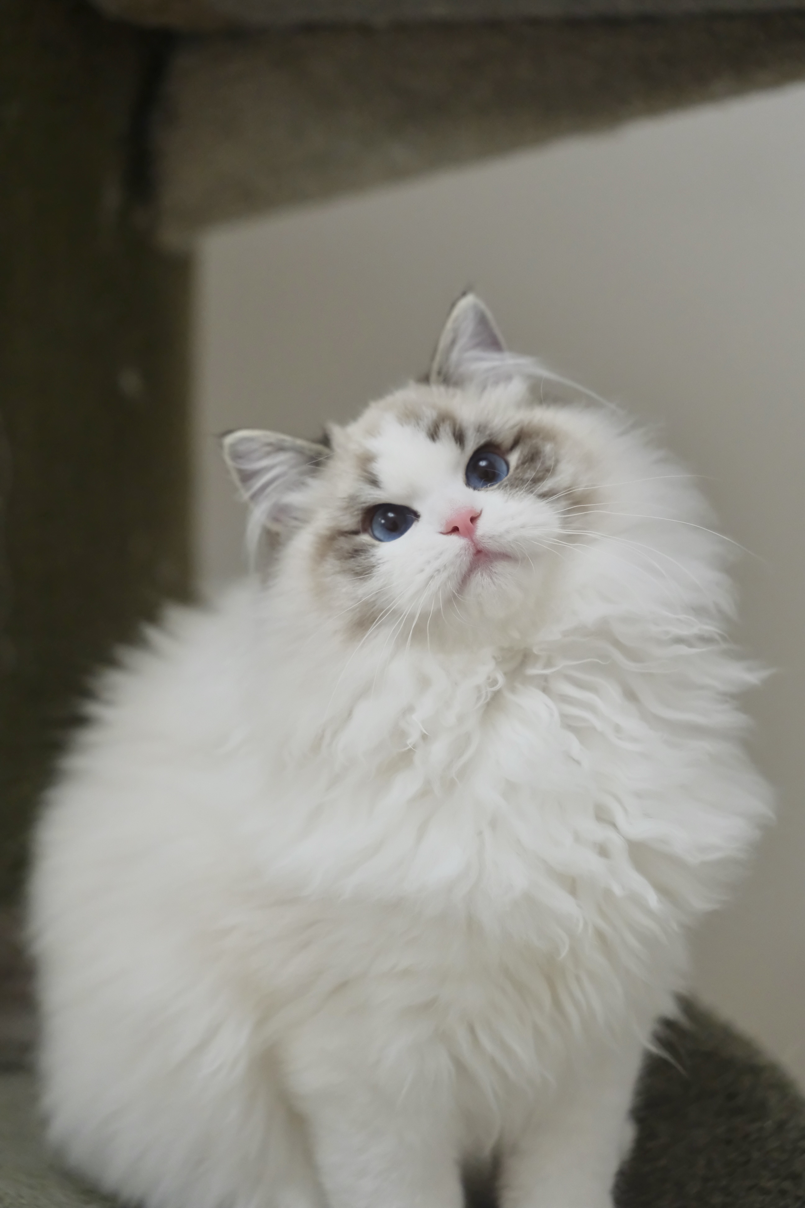 钝钝（多多黄） 照片 1