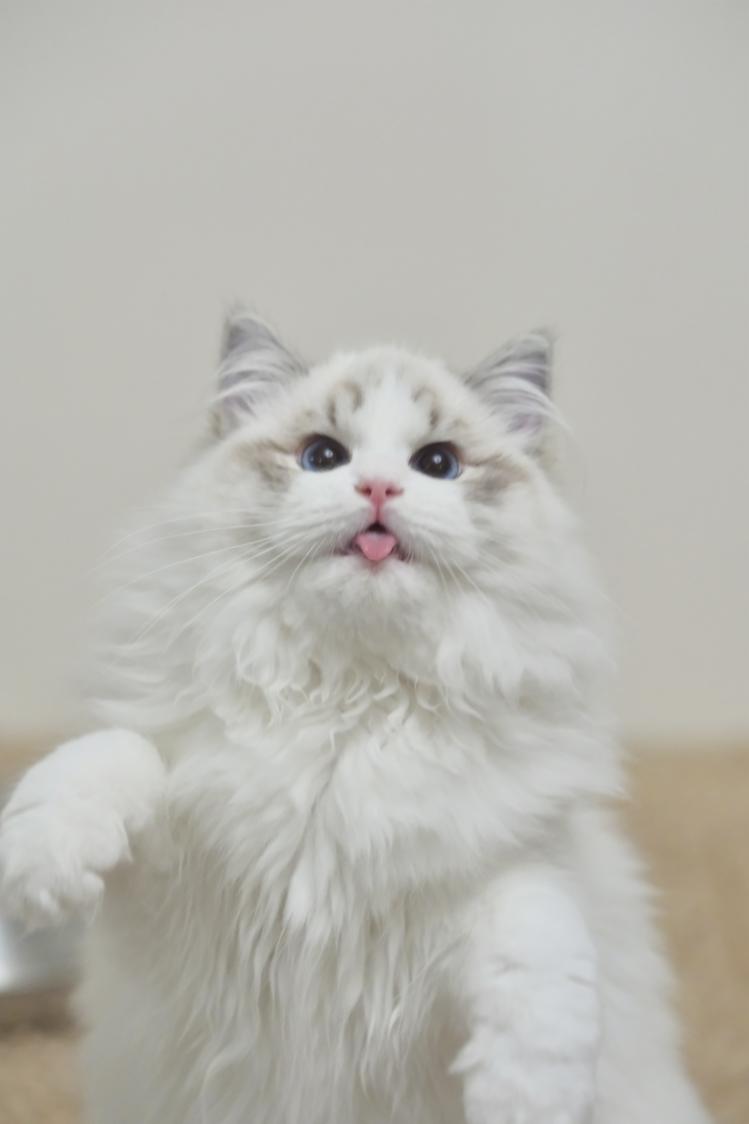 憨宝（秋水蓝） 照片 4