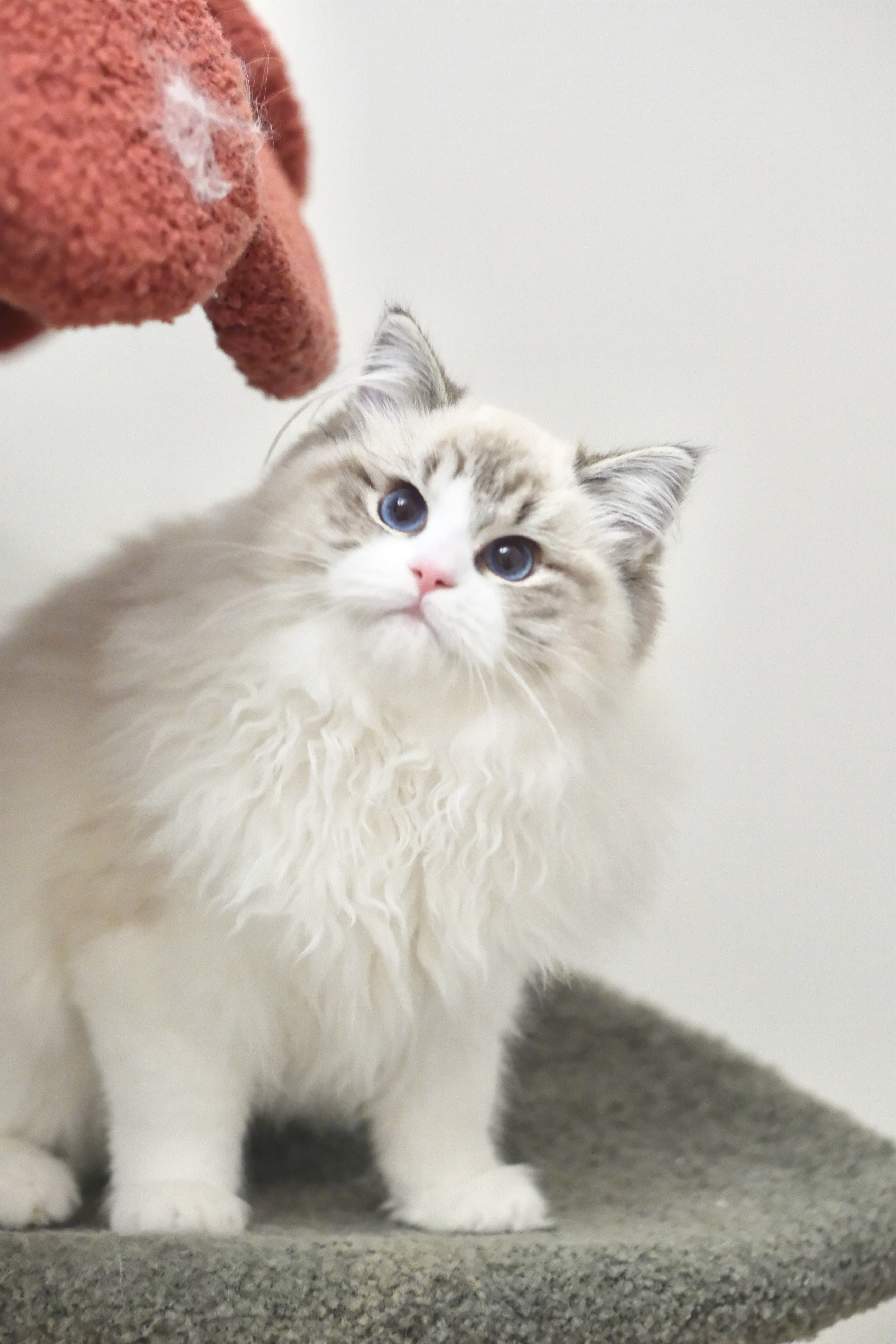 当当（多多红） 照片 9