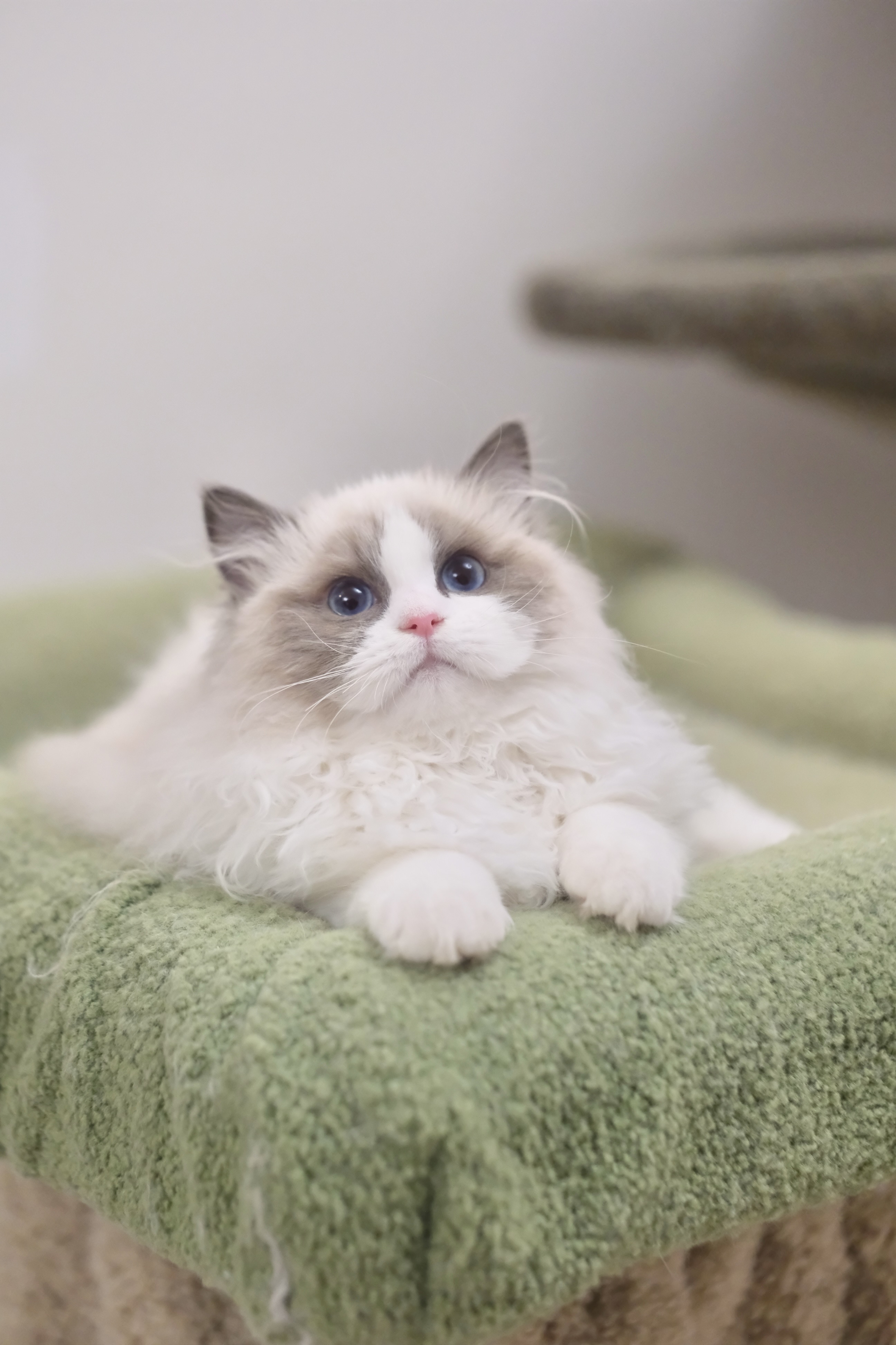 咯咯（小二丫粉） 照片 7