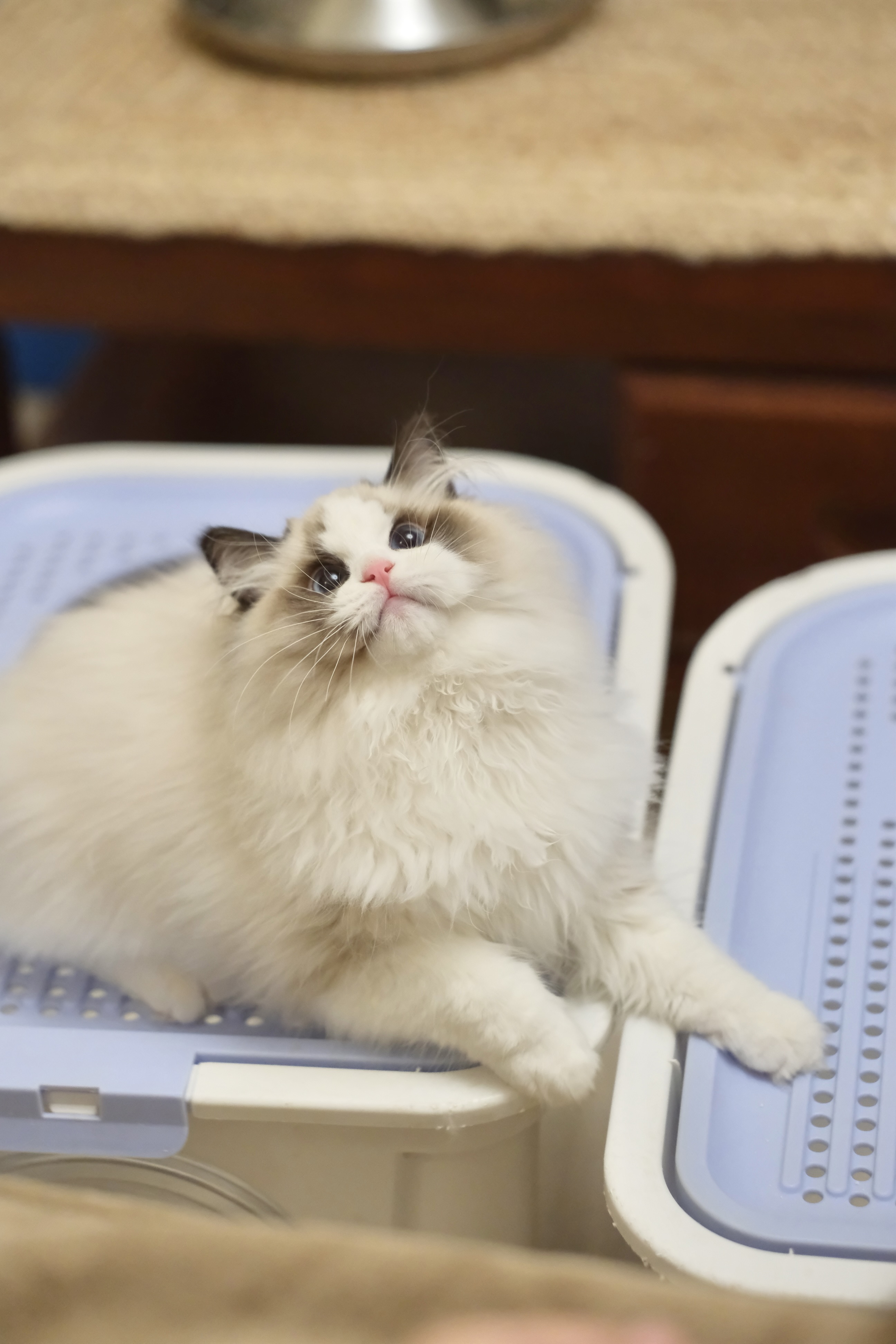 阿虎（甜菜紫） 照片 3