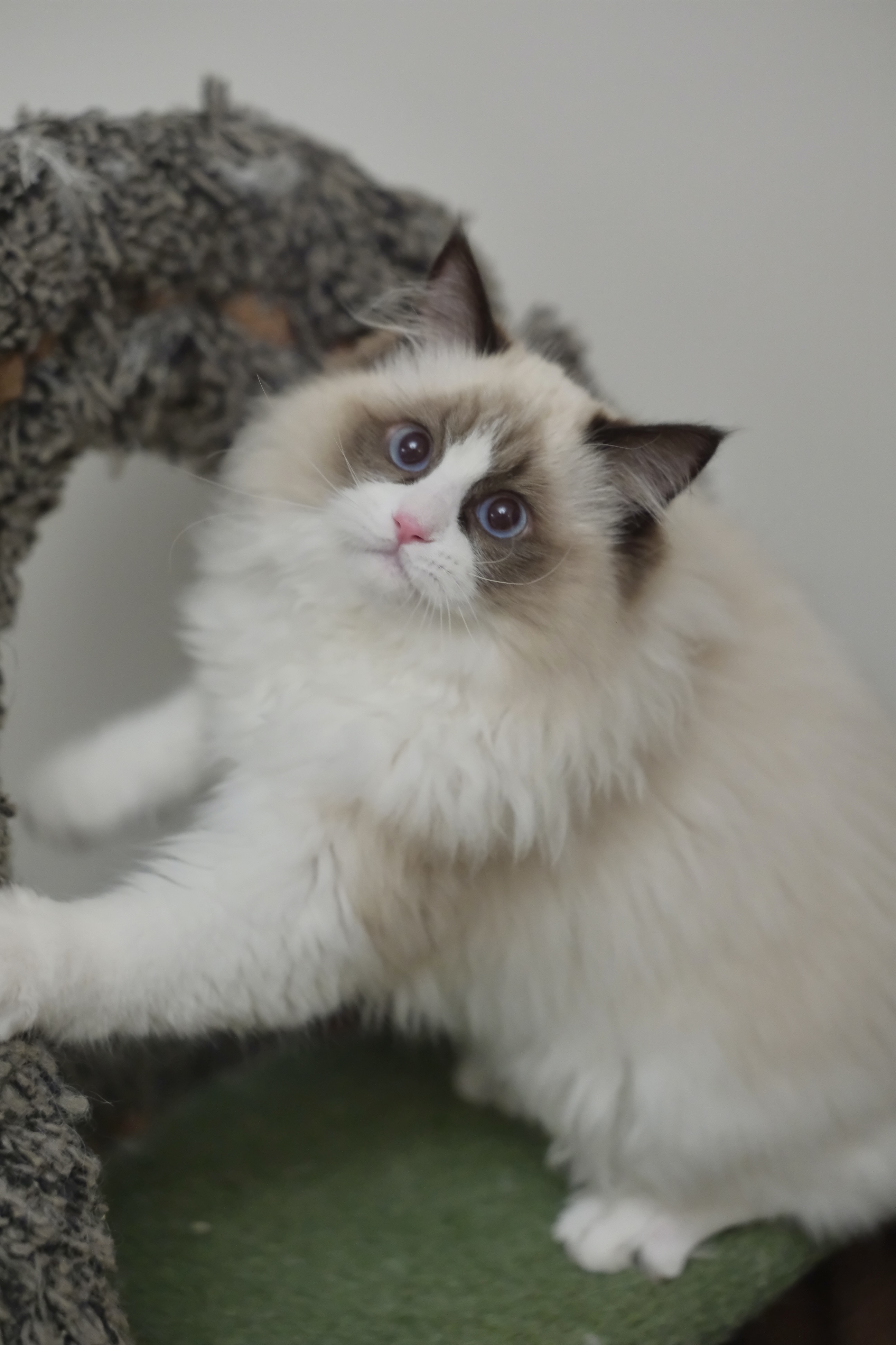 敢敢（cony黑） 照片 4