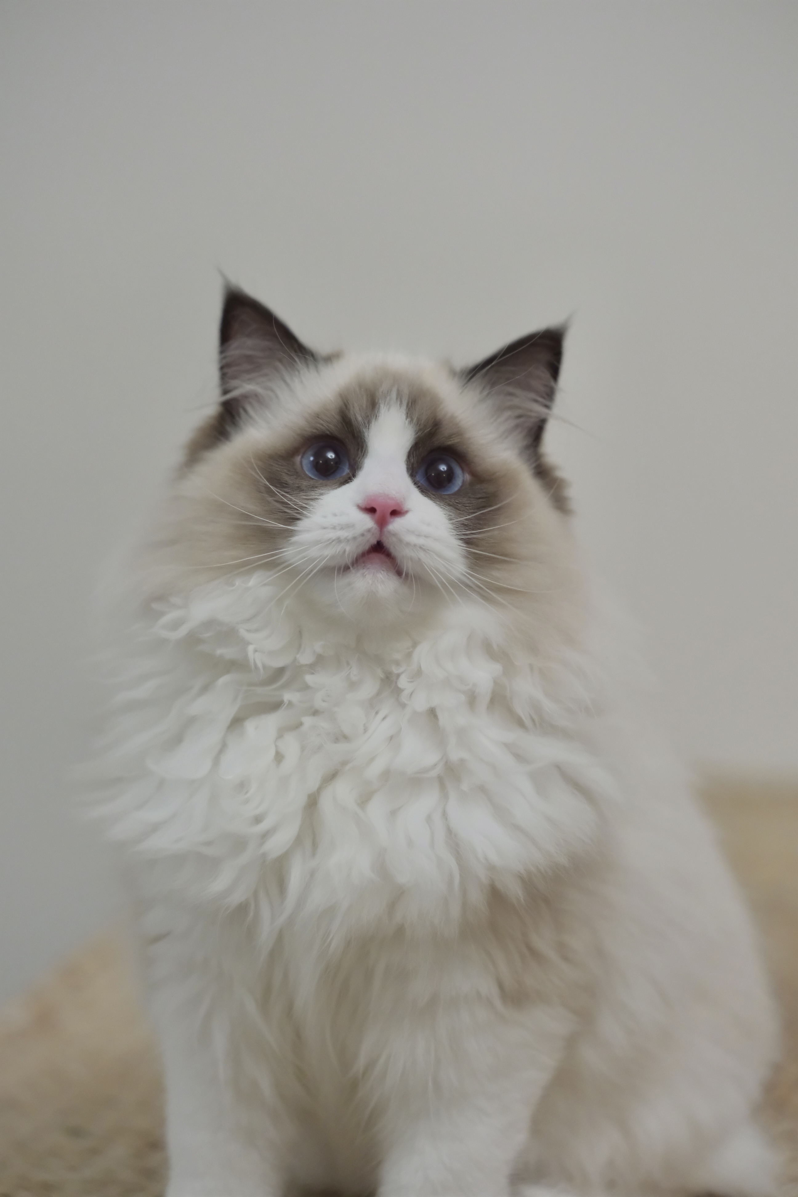 敢敢（cony黑） 照片 3