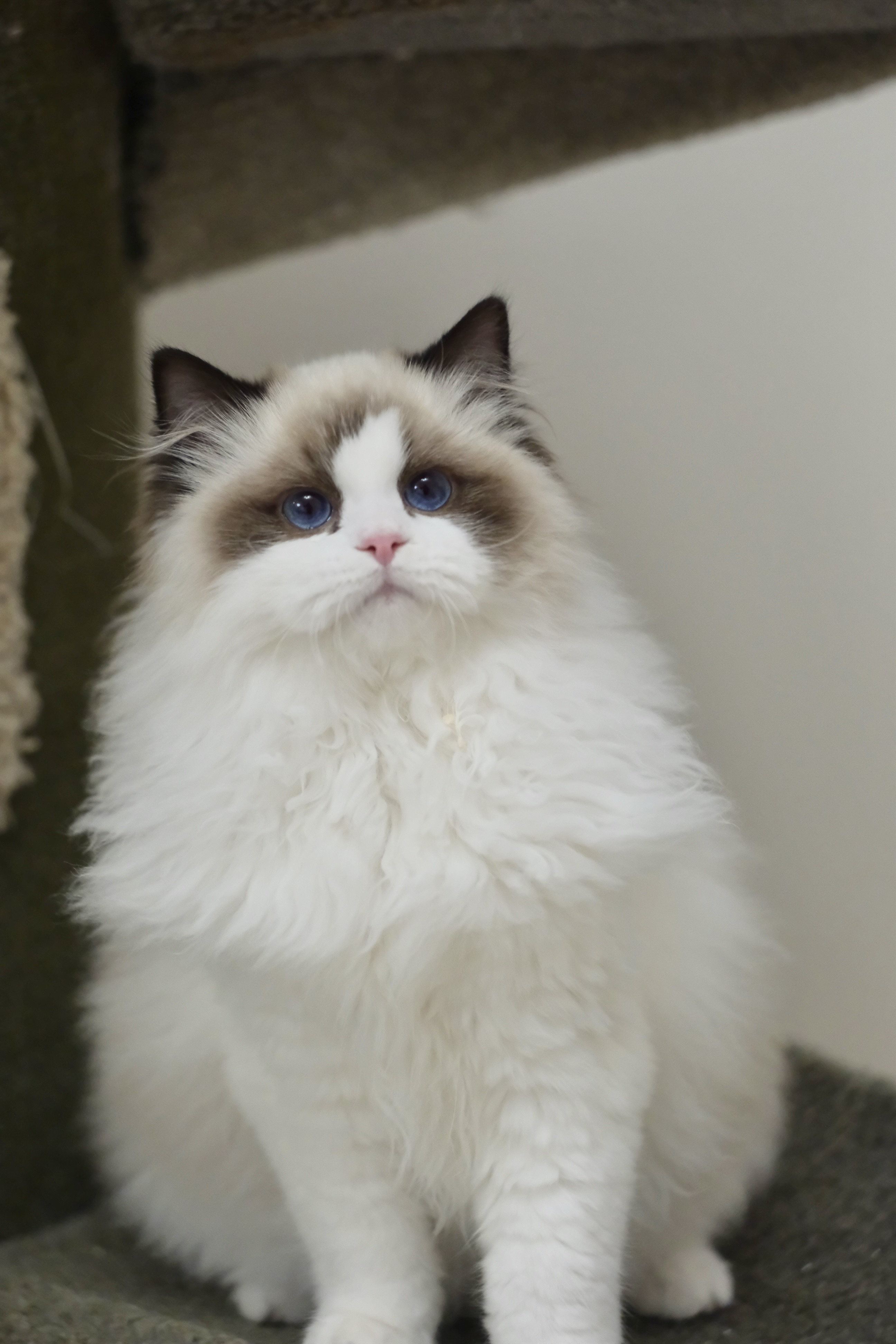 聪聪（小二丫红） 照片 6