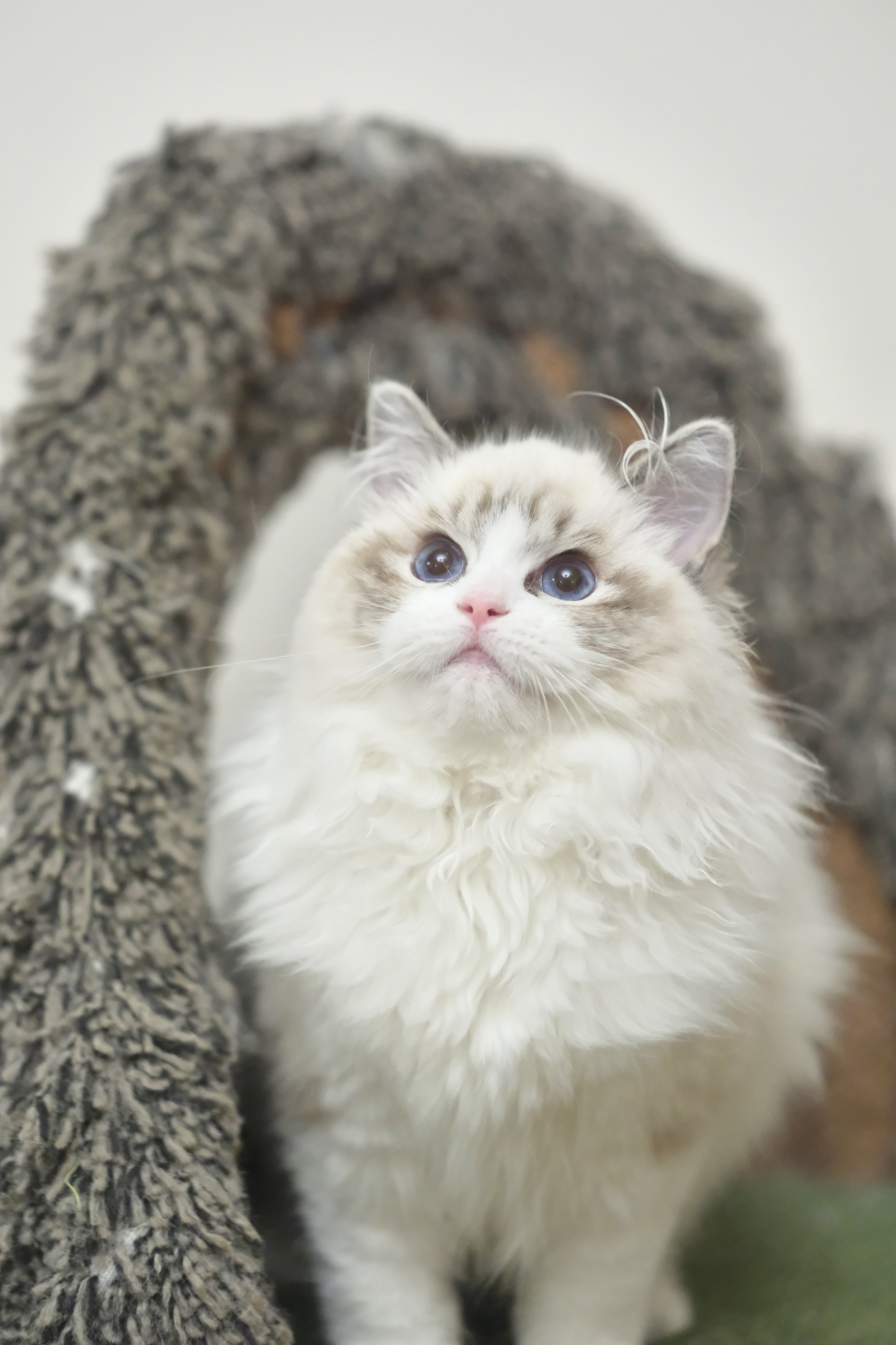 奇宝（秋水黑） 照片 6