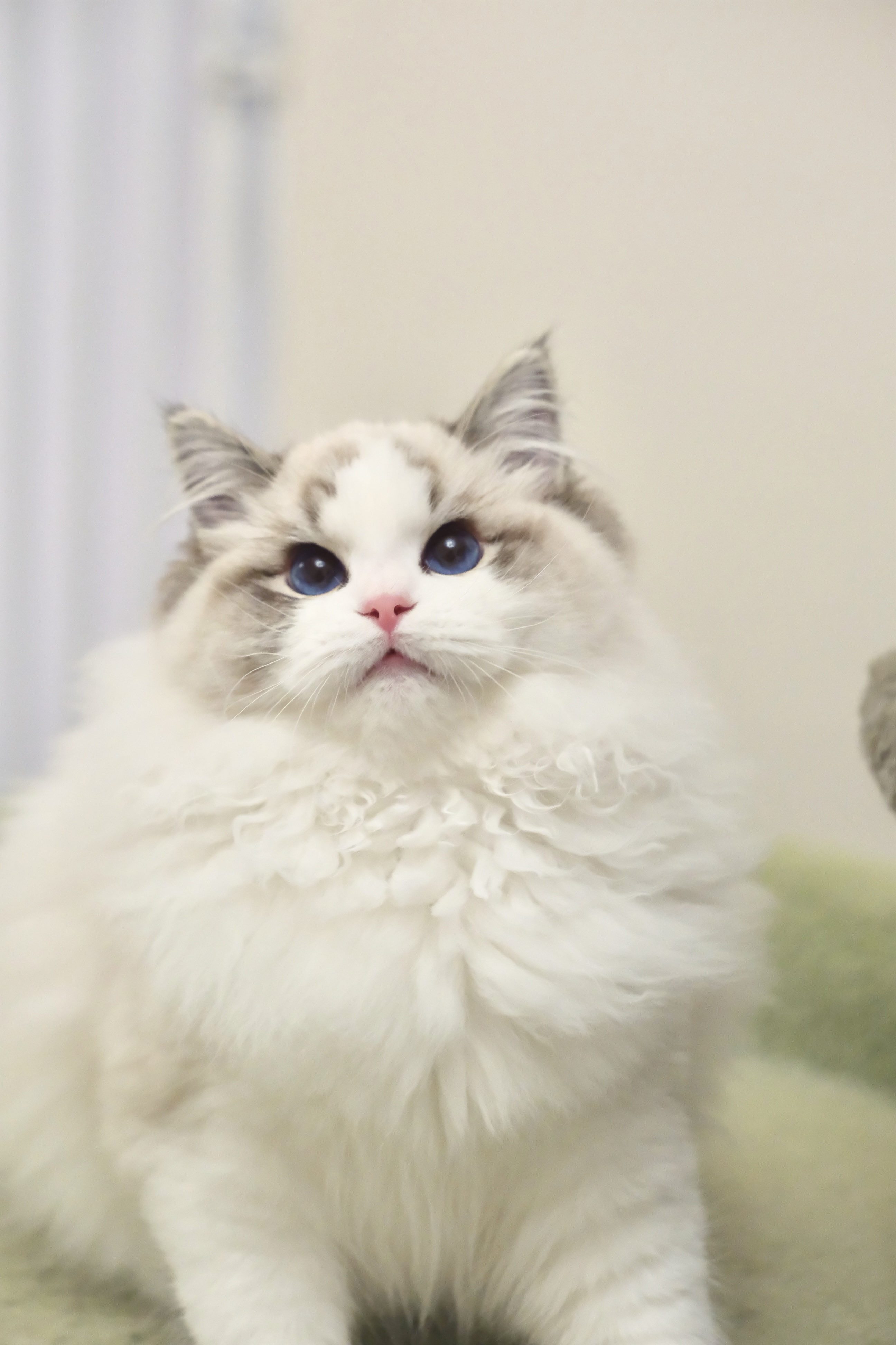 稳稳（多多蓝） 照片 1