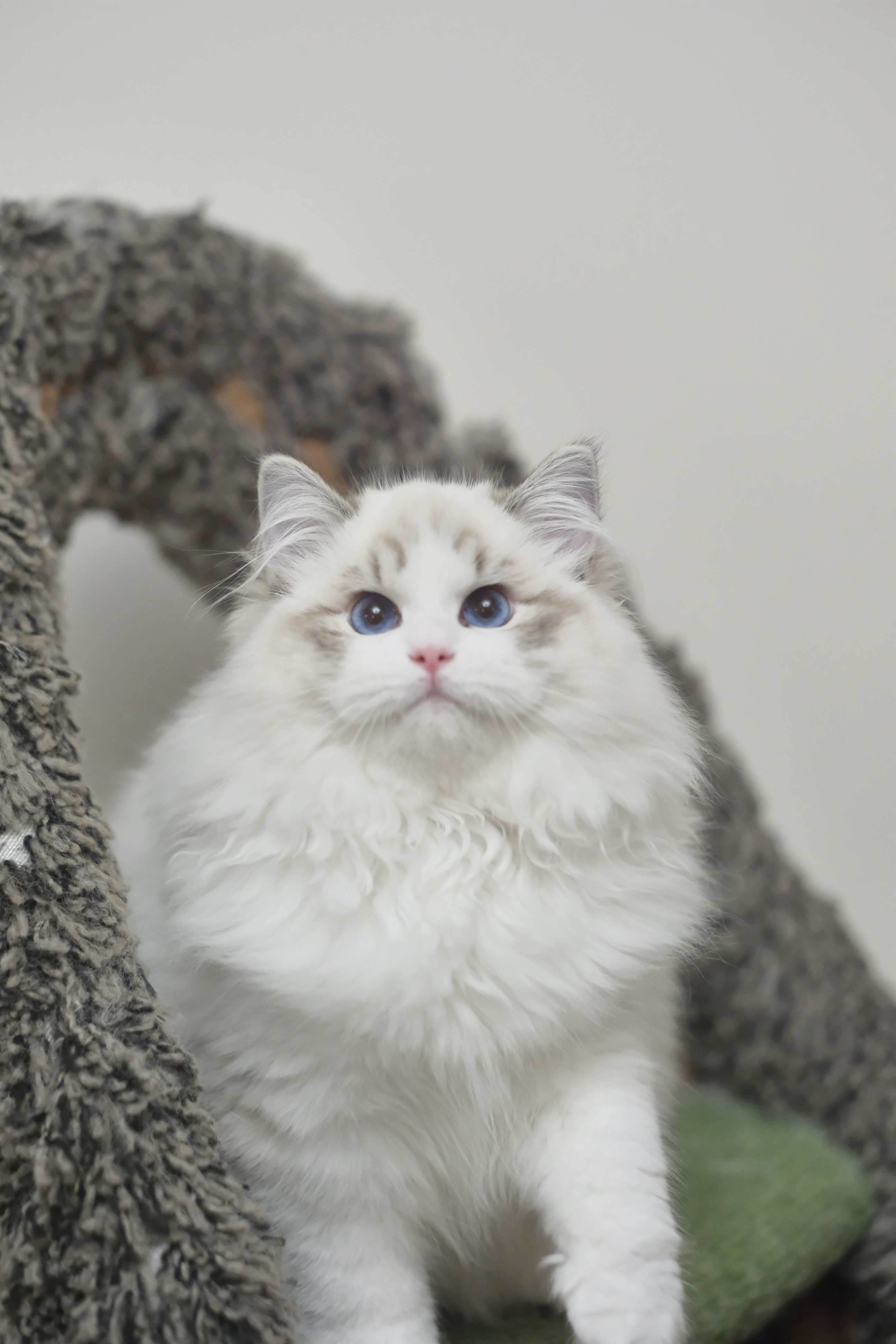 憨宝（秋水蓝） 照片 9