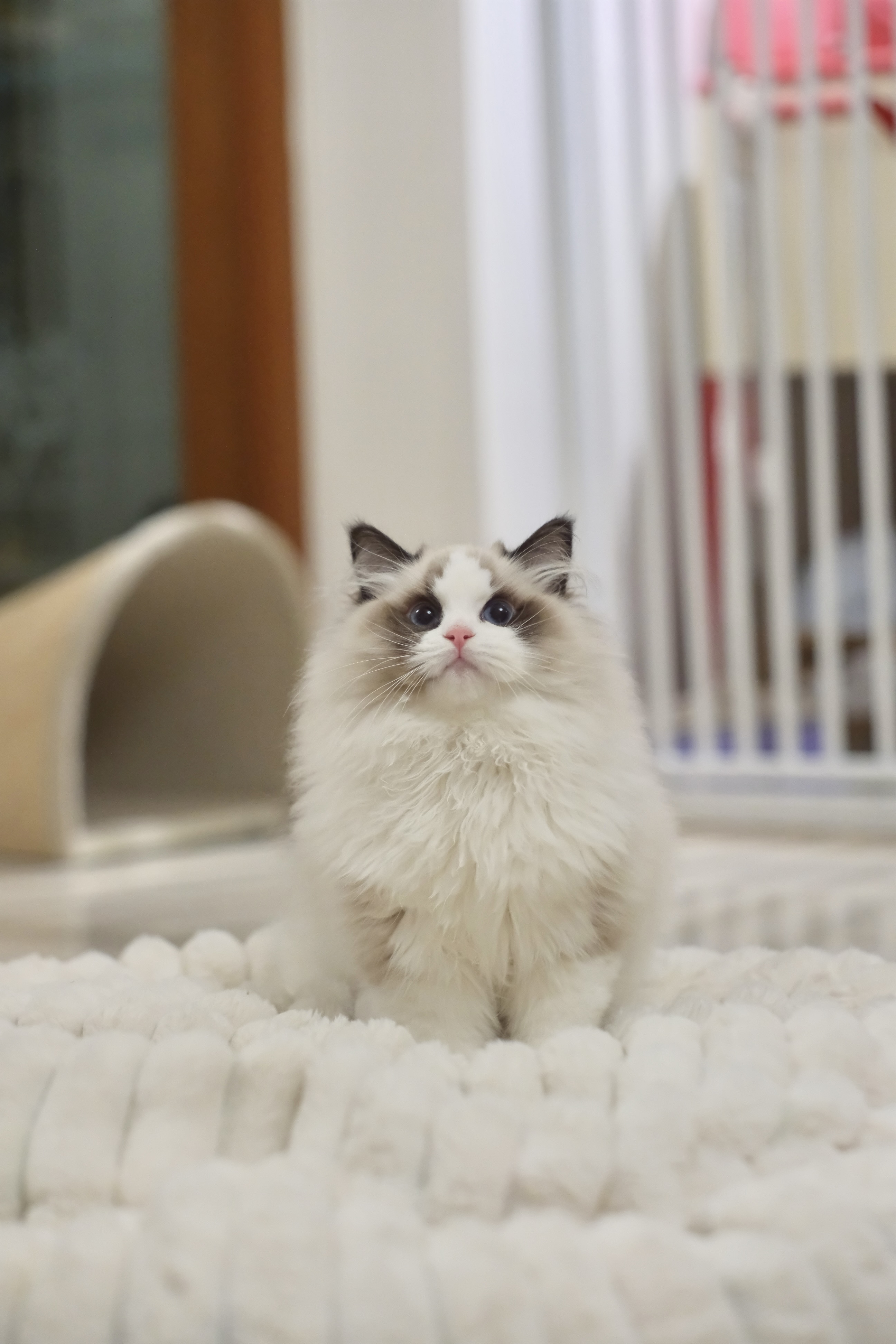 阿虎（甜菜紫） 照片 6