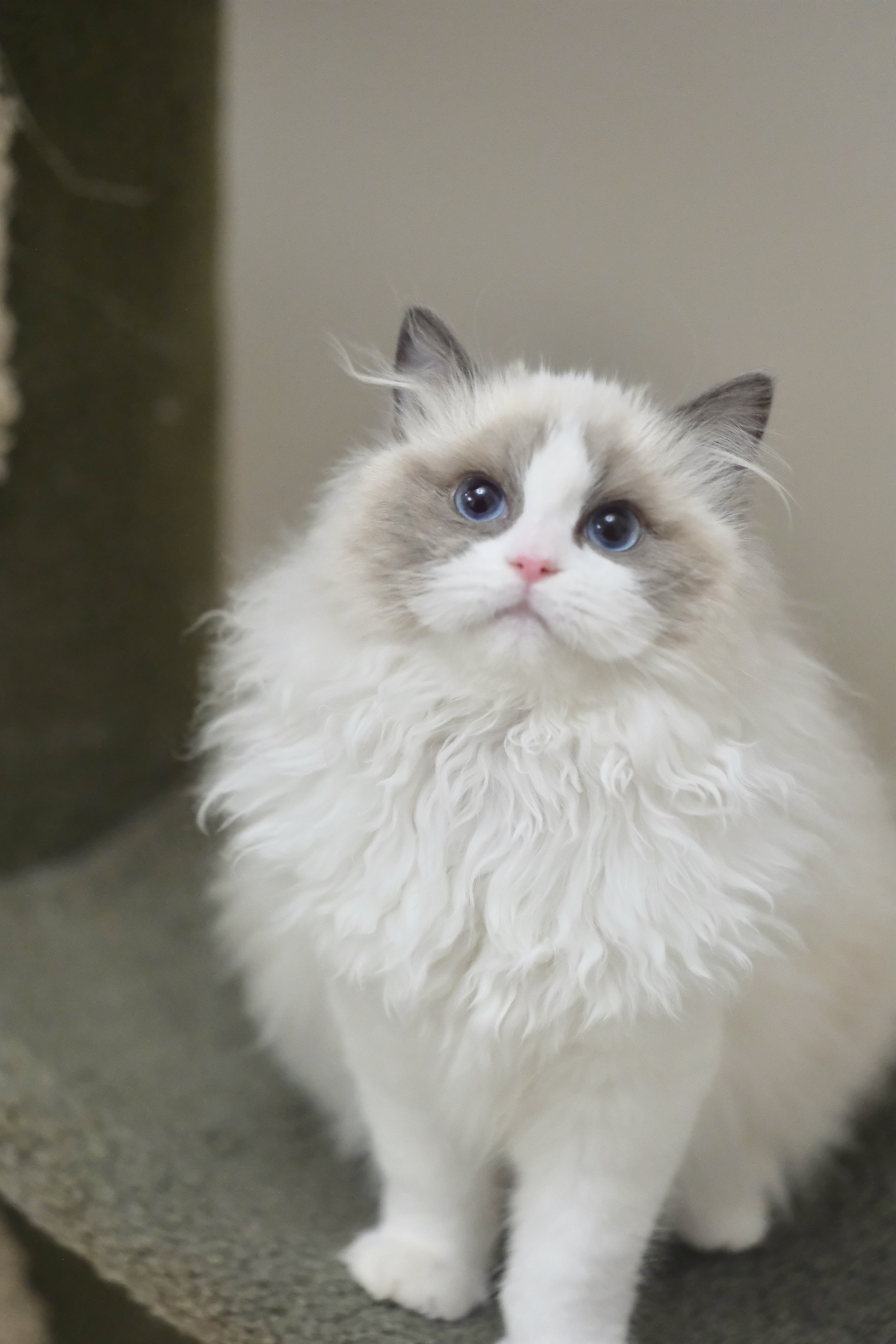 咯咯（小二丫粉） 照片 5