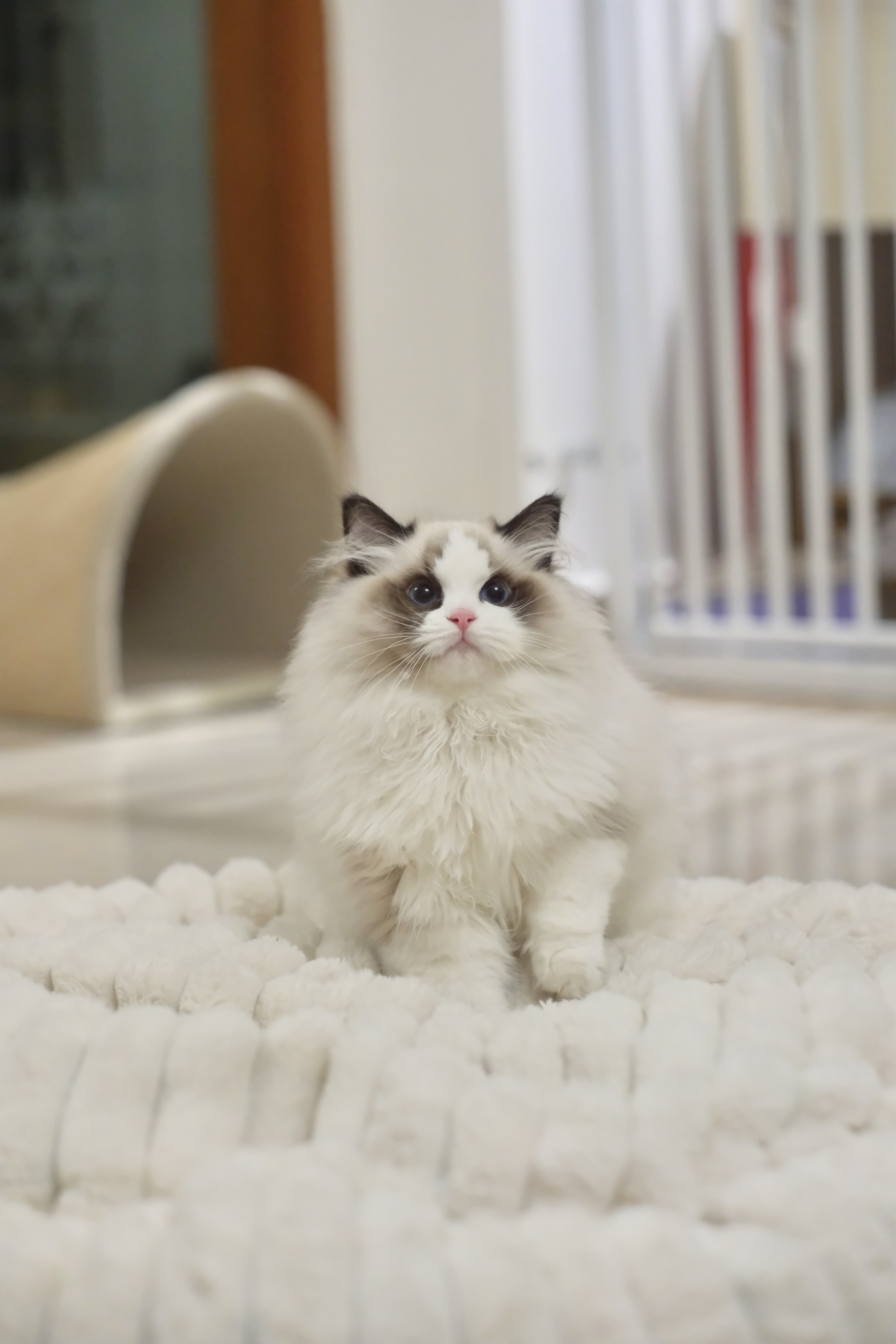 阿虎（甜菜紫） 照片 1