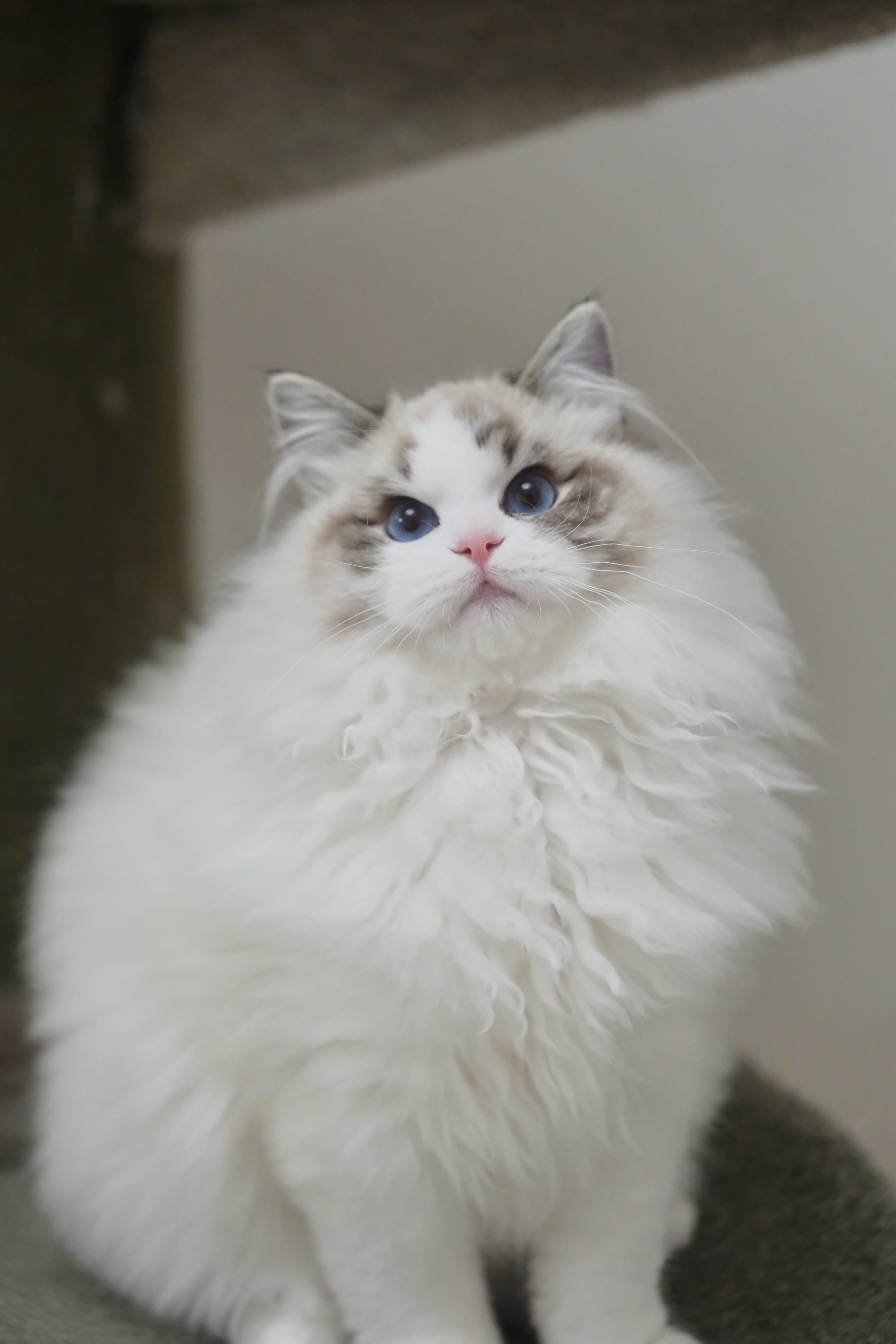 钝钝（多多黄） 照片 2