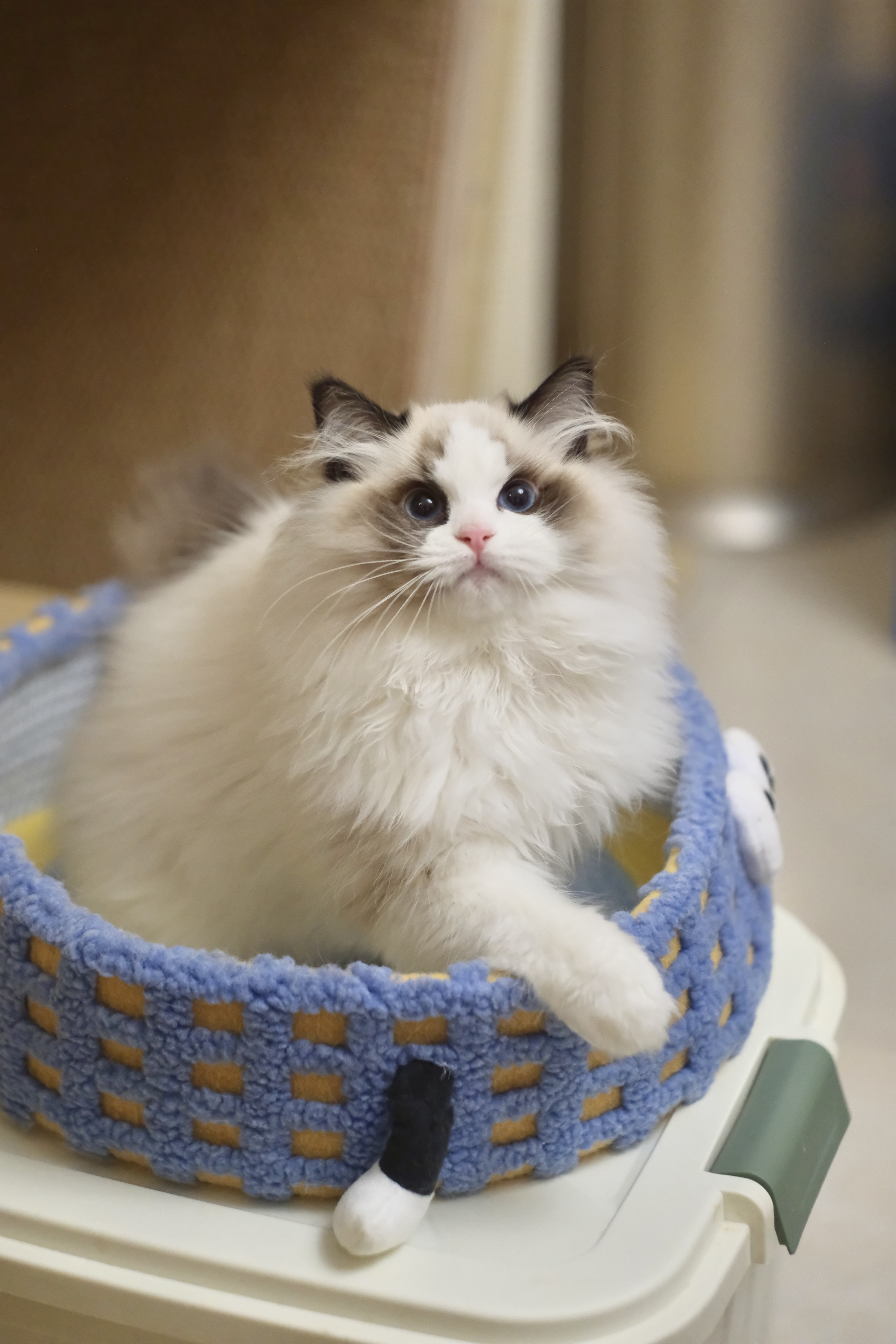 阿虎（甜菜紫） 照片 4