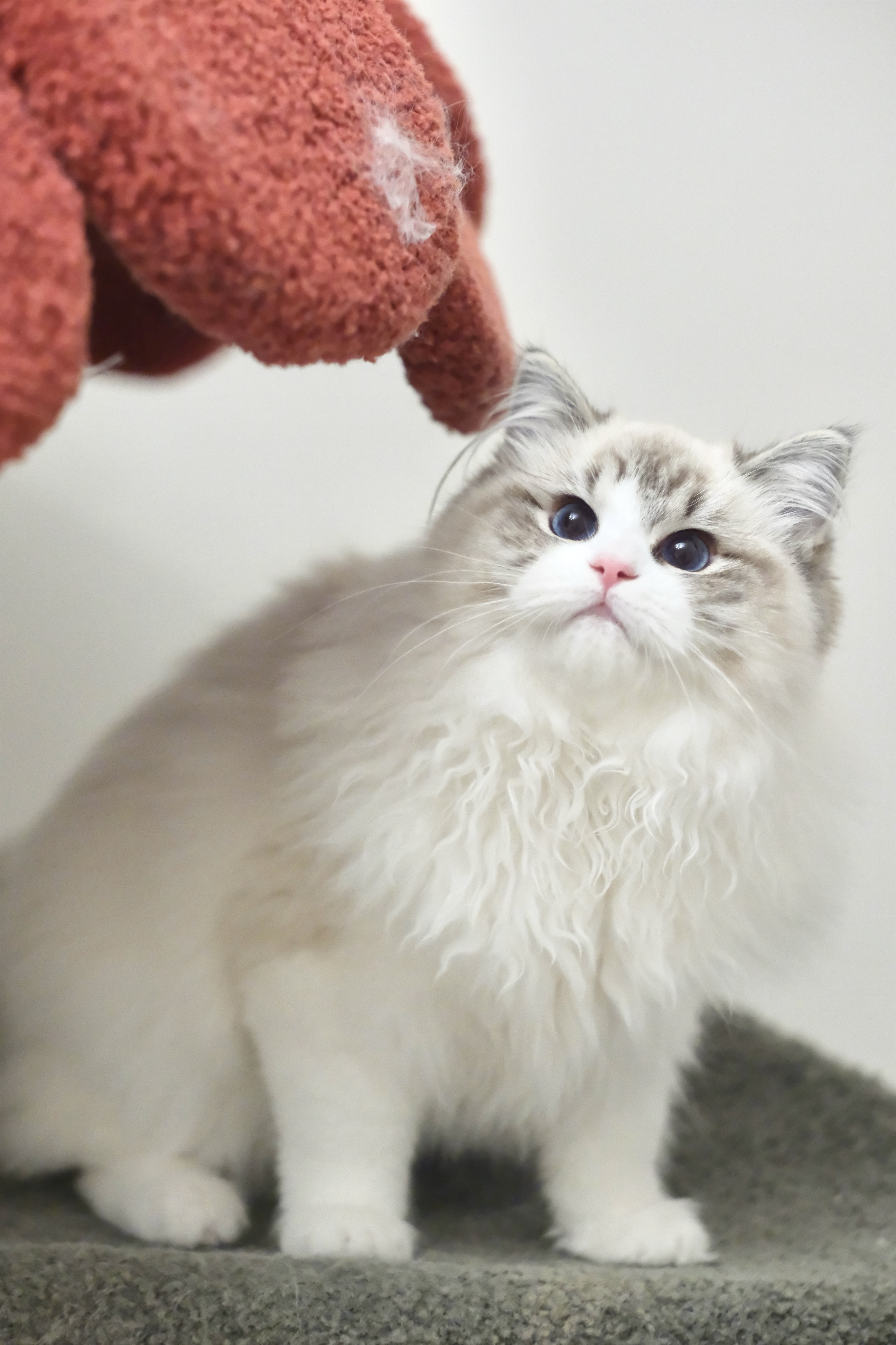 当当（多多红） 照片 8