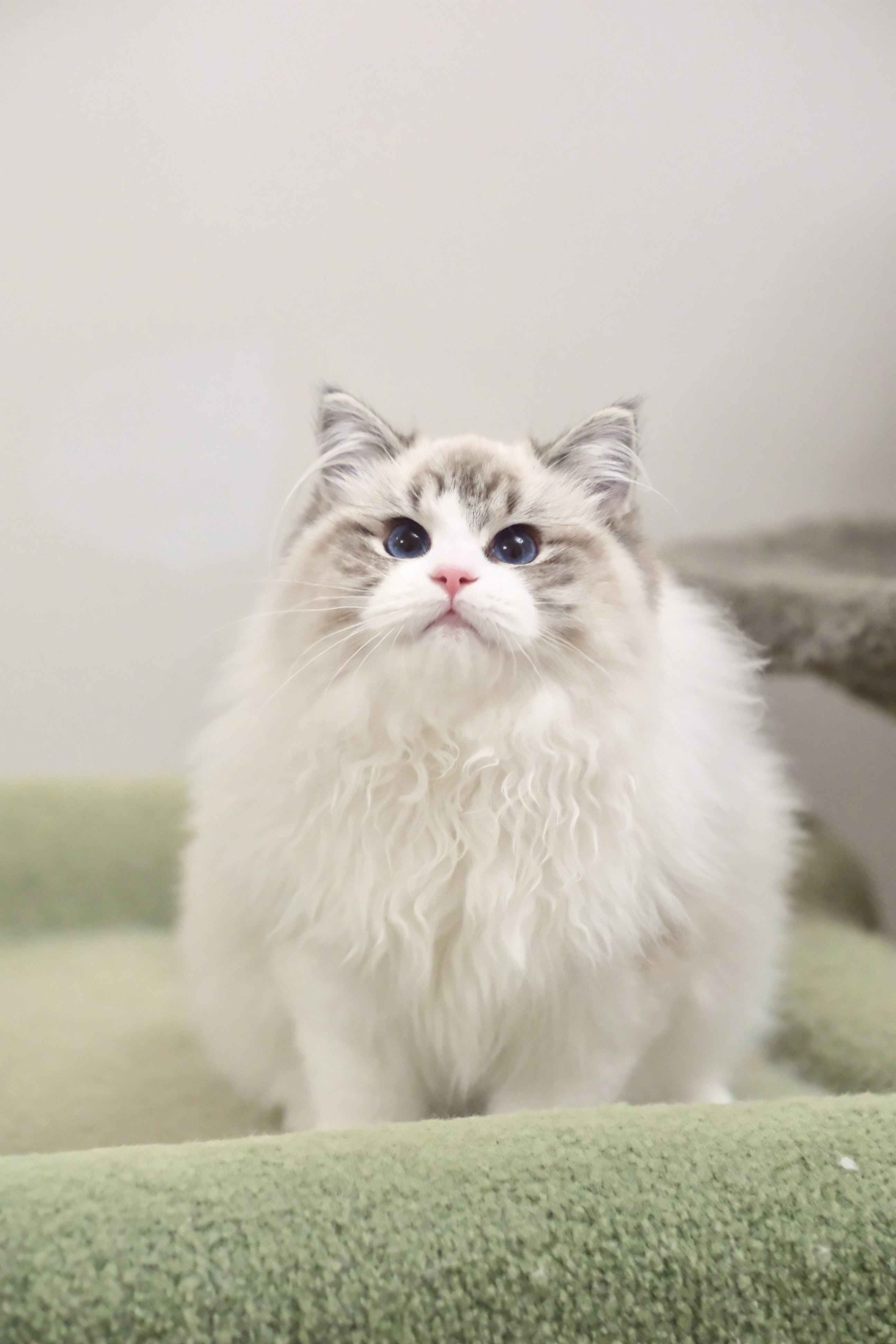 当当（多多红） 照片 3