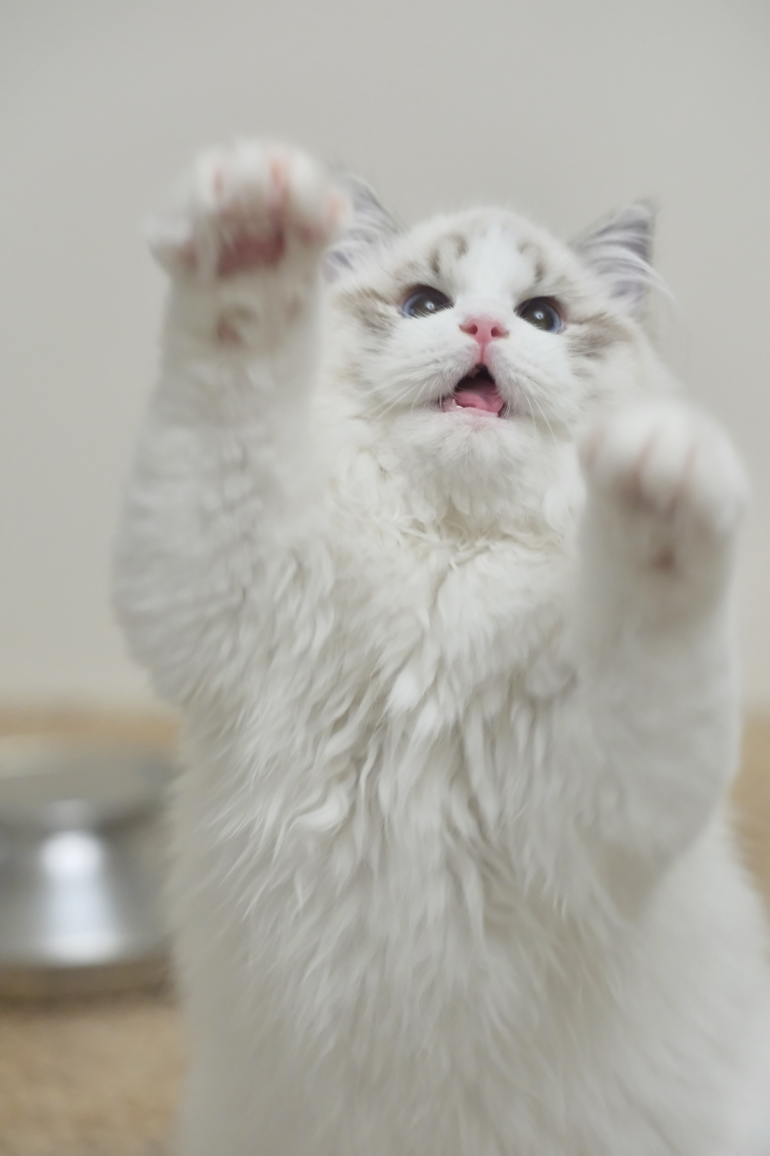 憨宝（秋水蓝） 照片 6