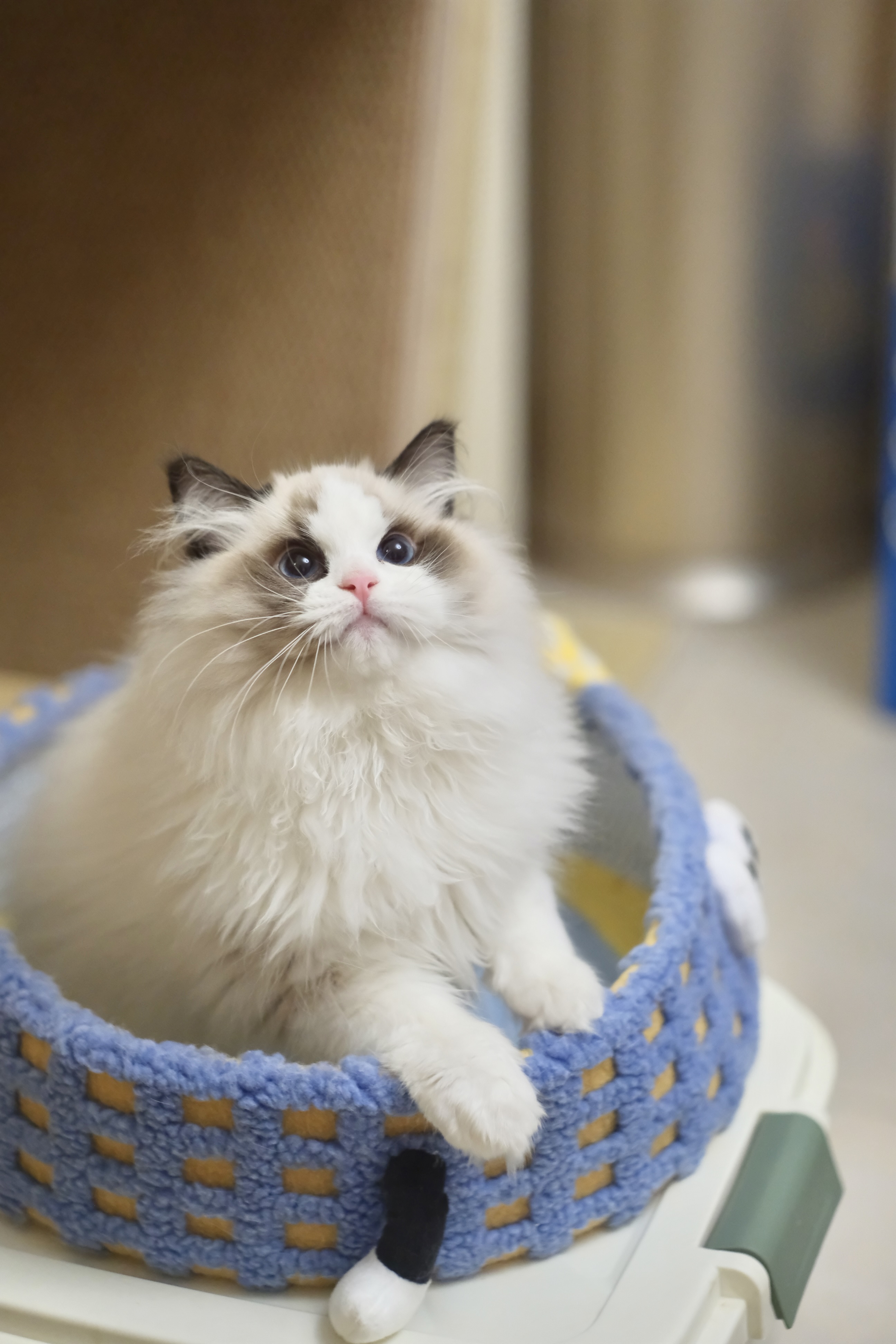 阿虎（甜菜紫） 照片 2