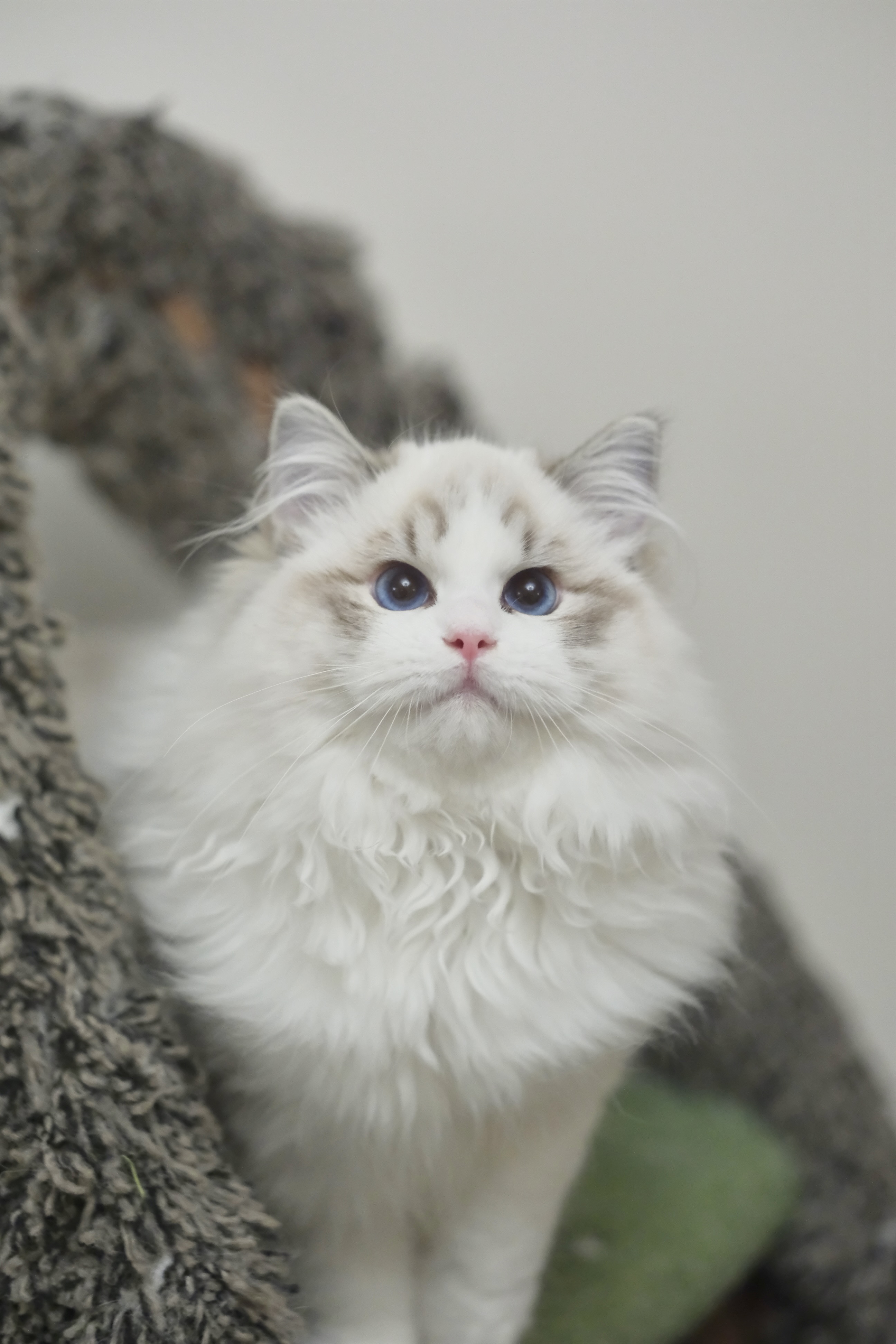 憨宝（秋水蓝） 照片 2