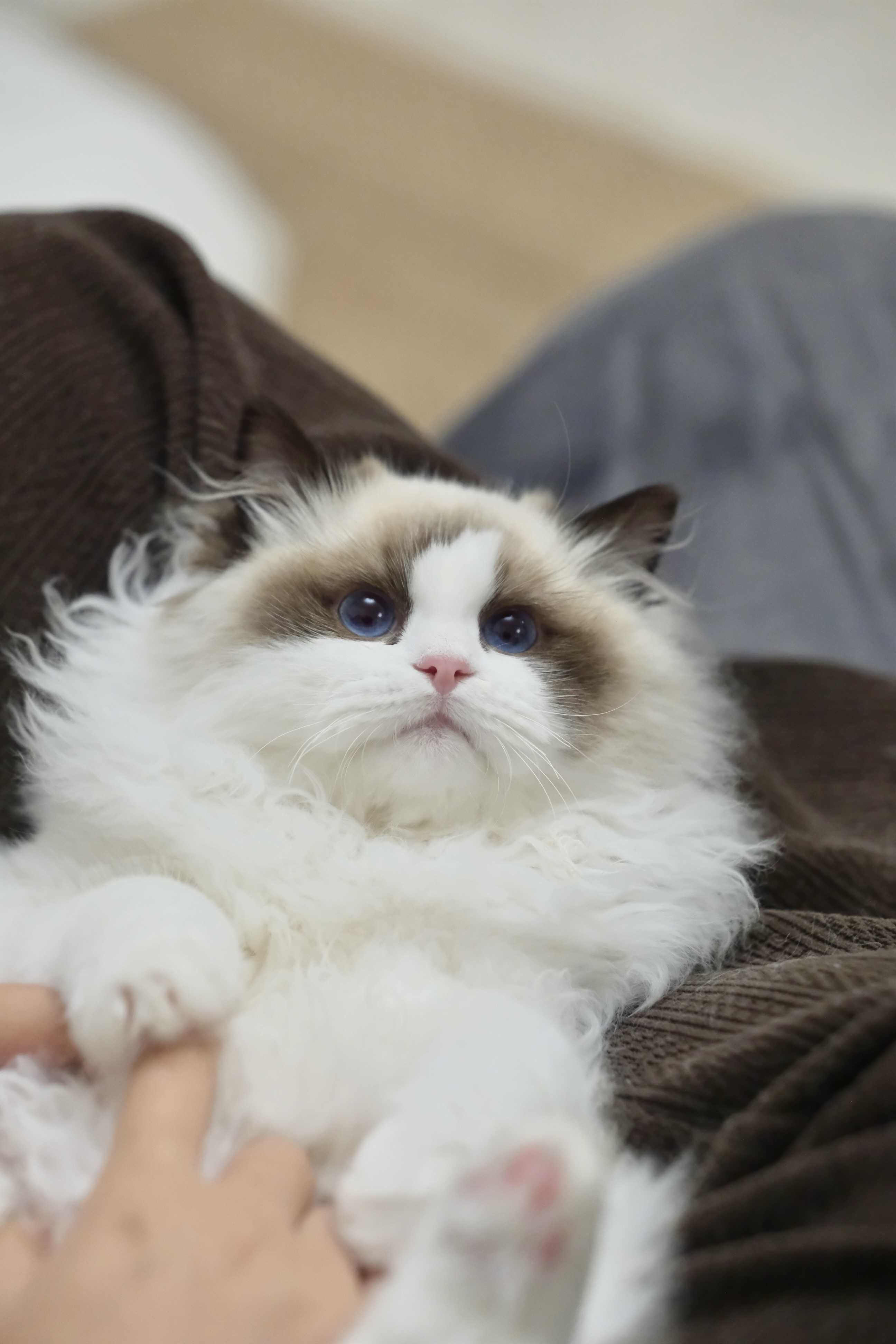 聪聪（小二丫红） 照片 5