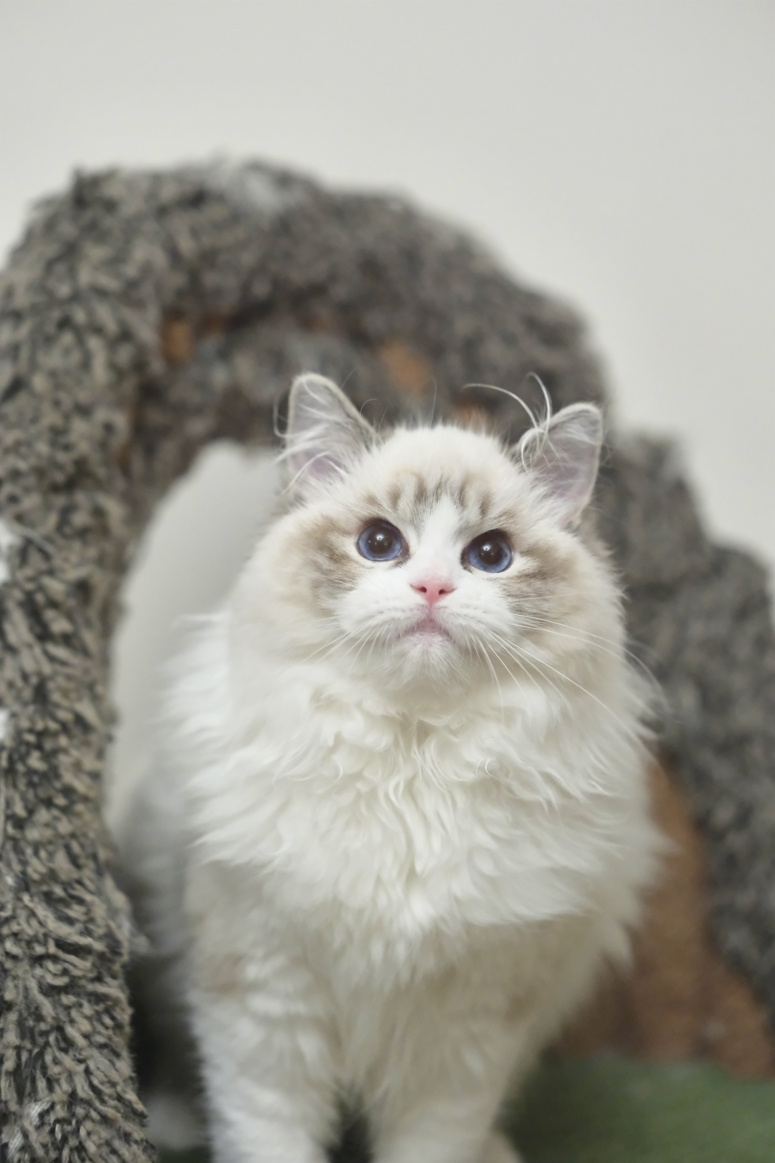 奇宝（秋水黑） 照片 8