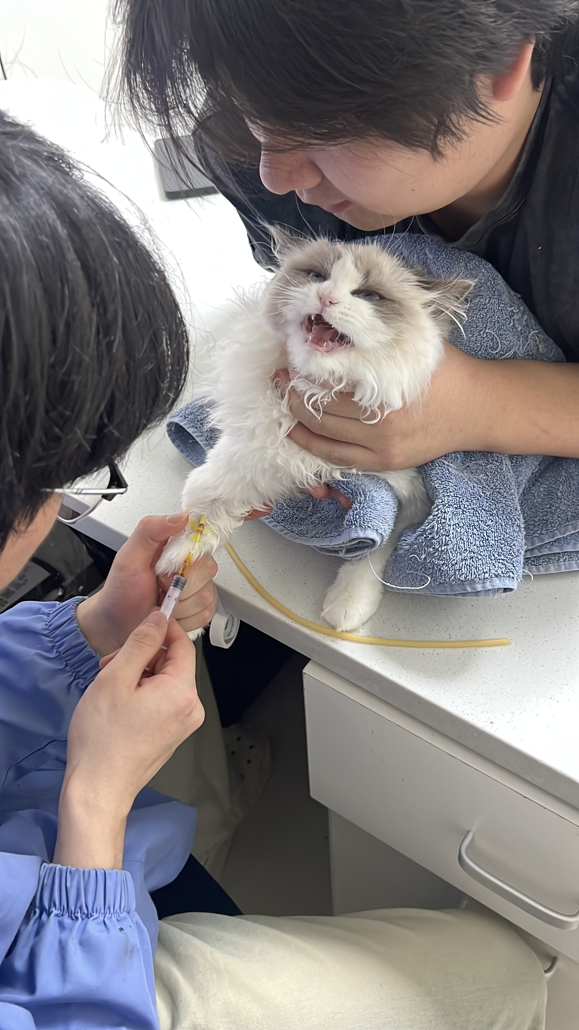 噶蛋日